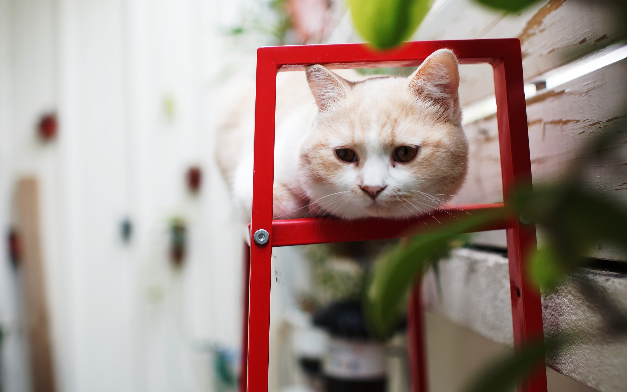 無料モバイル壁紙動物, ネコ, 猫をダウンロードします。