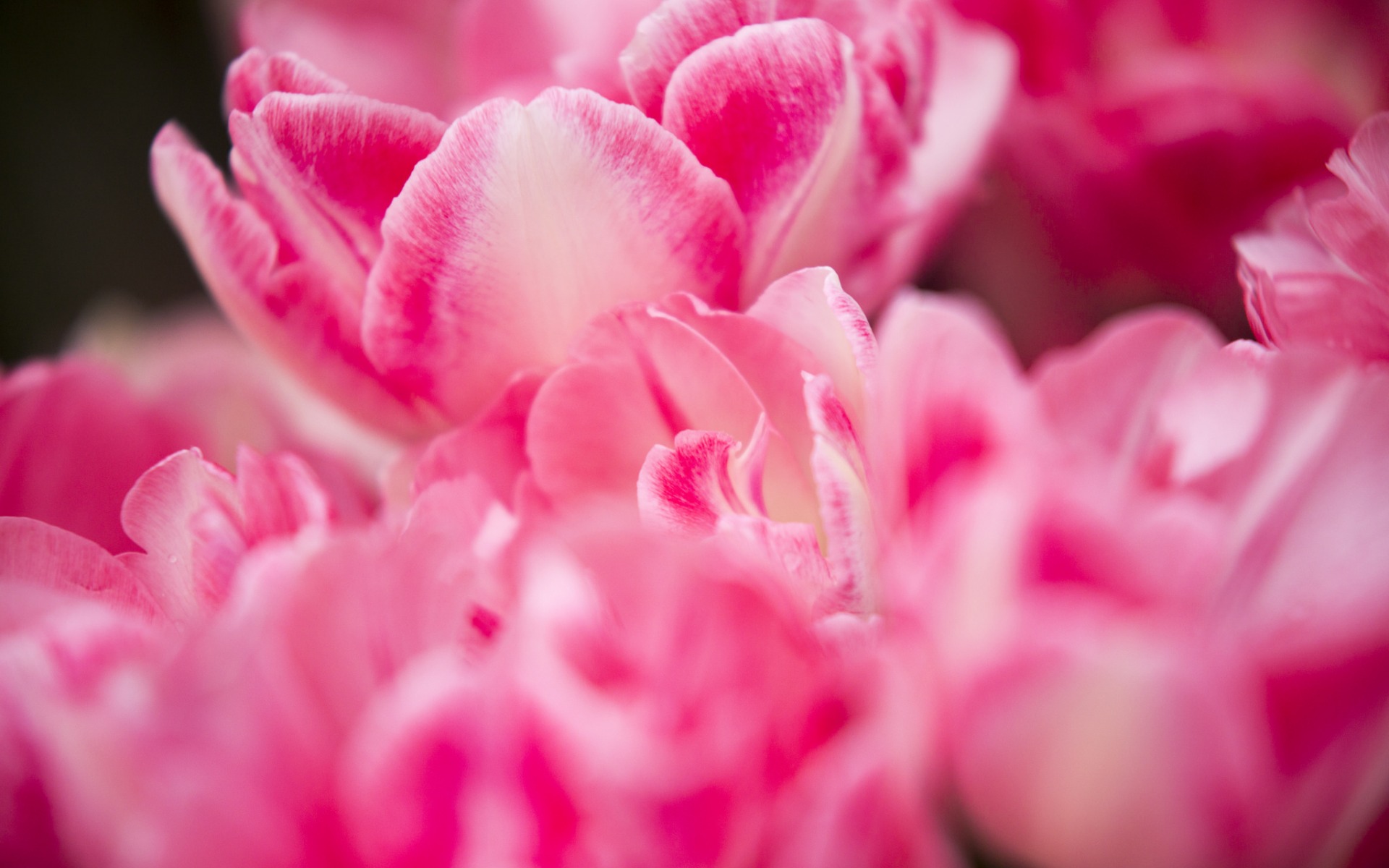 Download mobile wallpaper Flowers, Flower, Macro, Earth, Tulip, Pink Flower for free.