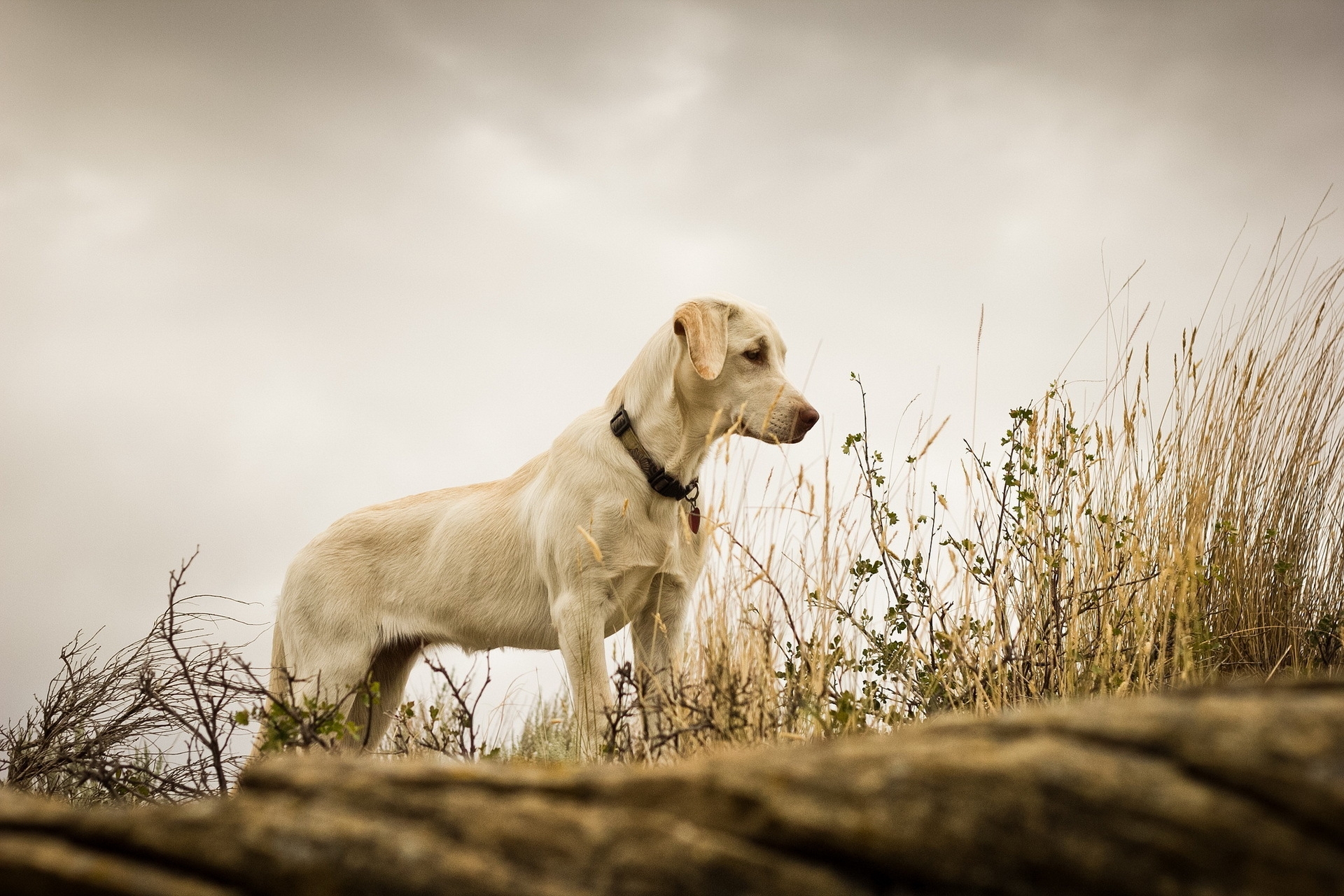 Handy-Wallpaper Labrador, Grass, Tiere, Hund, Hintergrund kostenlos herunterladen.