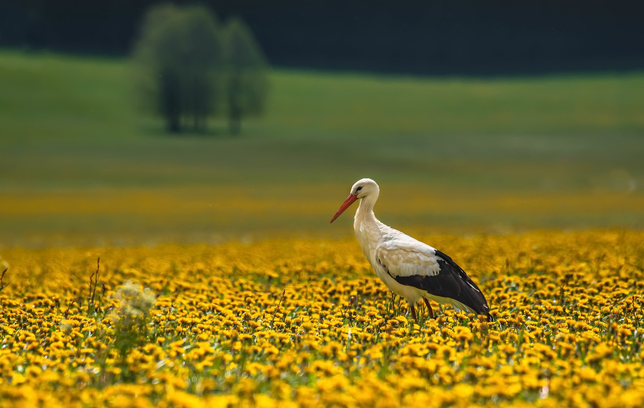Laden Sie das Tiere, Vögel, Sommer, Vogel, Gelbe Blume, Weißstorch, Tiefenschärfe-Bild kostenlos auf Ihren PC-Desktop herunter