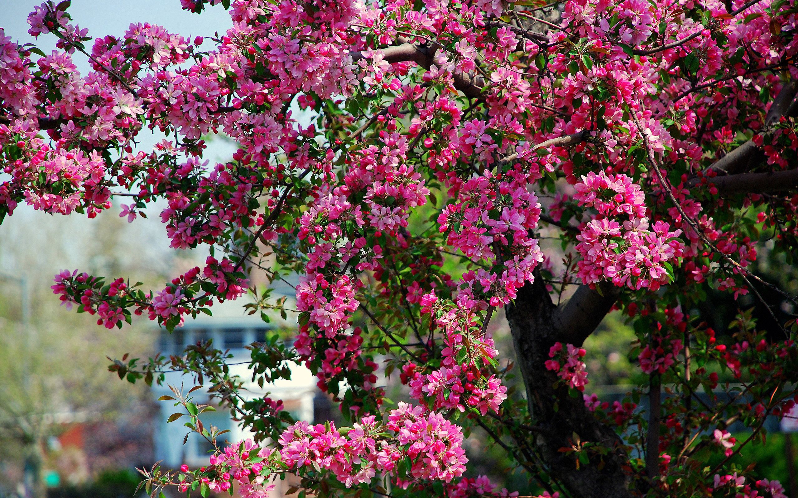 Скачать обои бесплатно Дерево, Цветение, Цветы, Природа картинка на рабочий стол ПК
