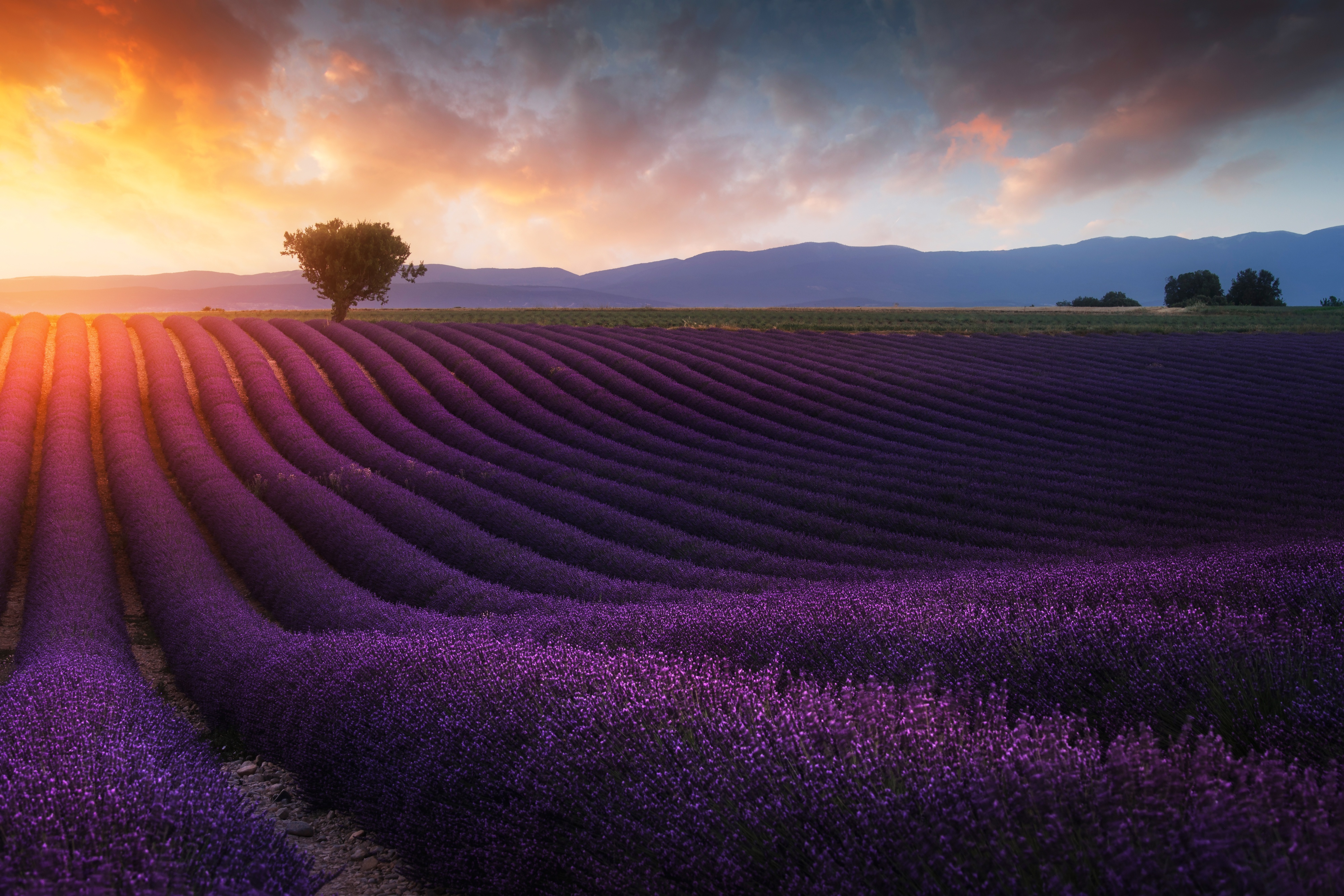 Download mobile wallpaper Nature, Flowers, Summer, Earth, Field, Lavender, Purple Flower for free.