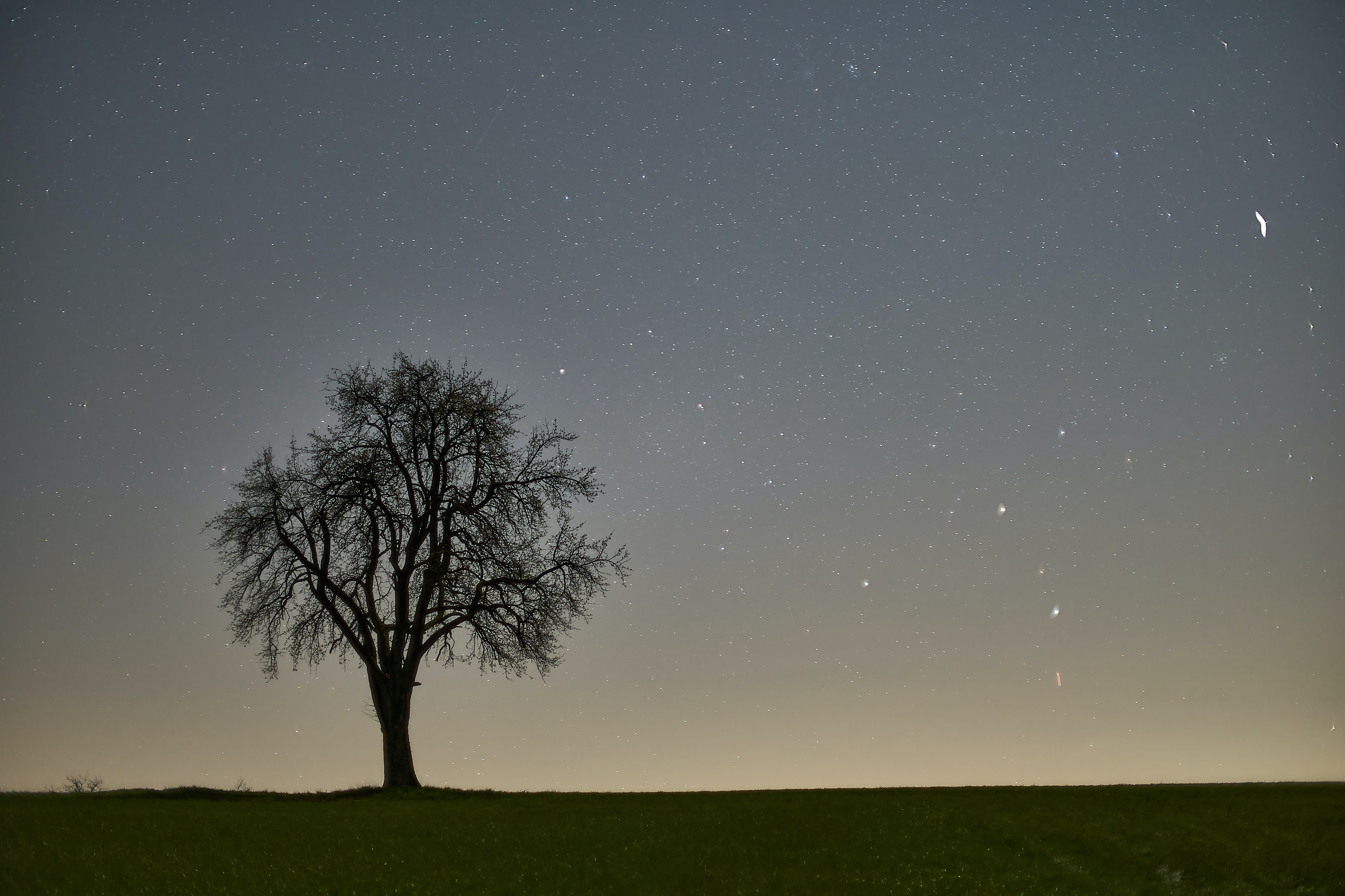 Free download wallpaper Wood, Tree, Starry Sky, Evening, Nature on your PC desktop