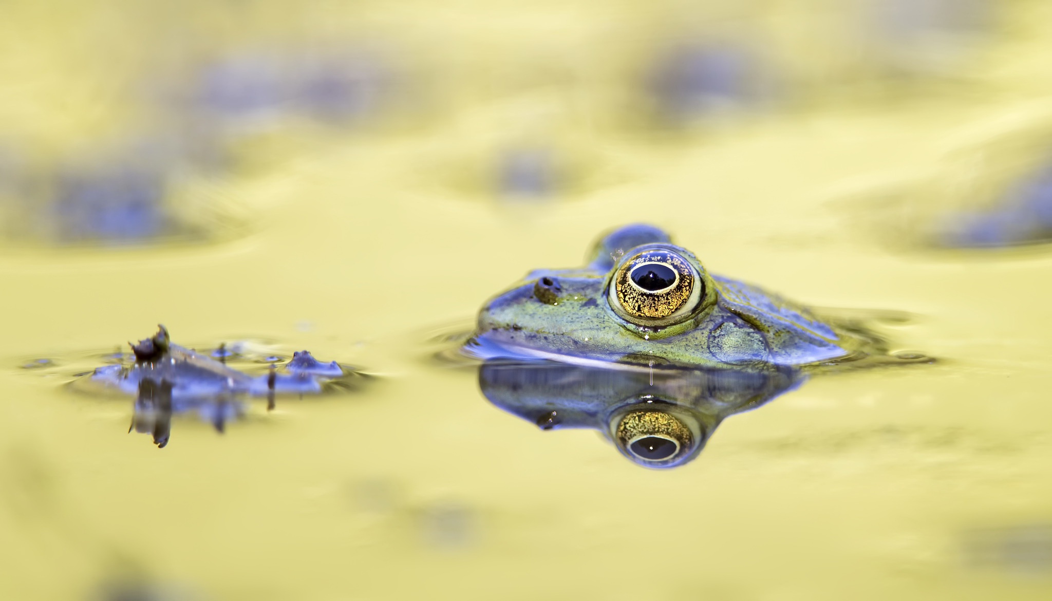 Download mobile wallpaper Water, Frogs, Reflection, Animal, Pond, Frog, Amphibian for free.