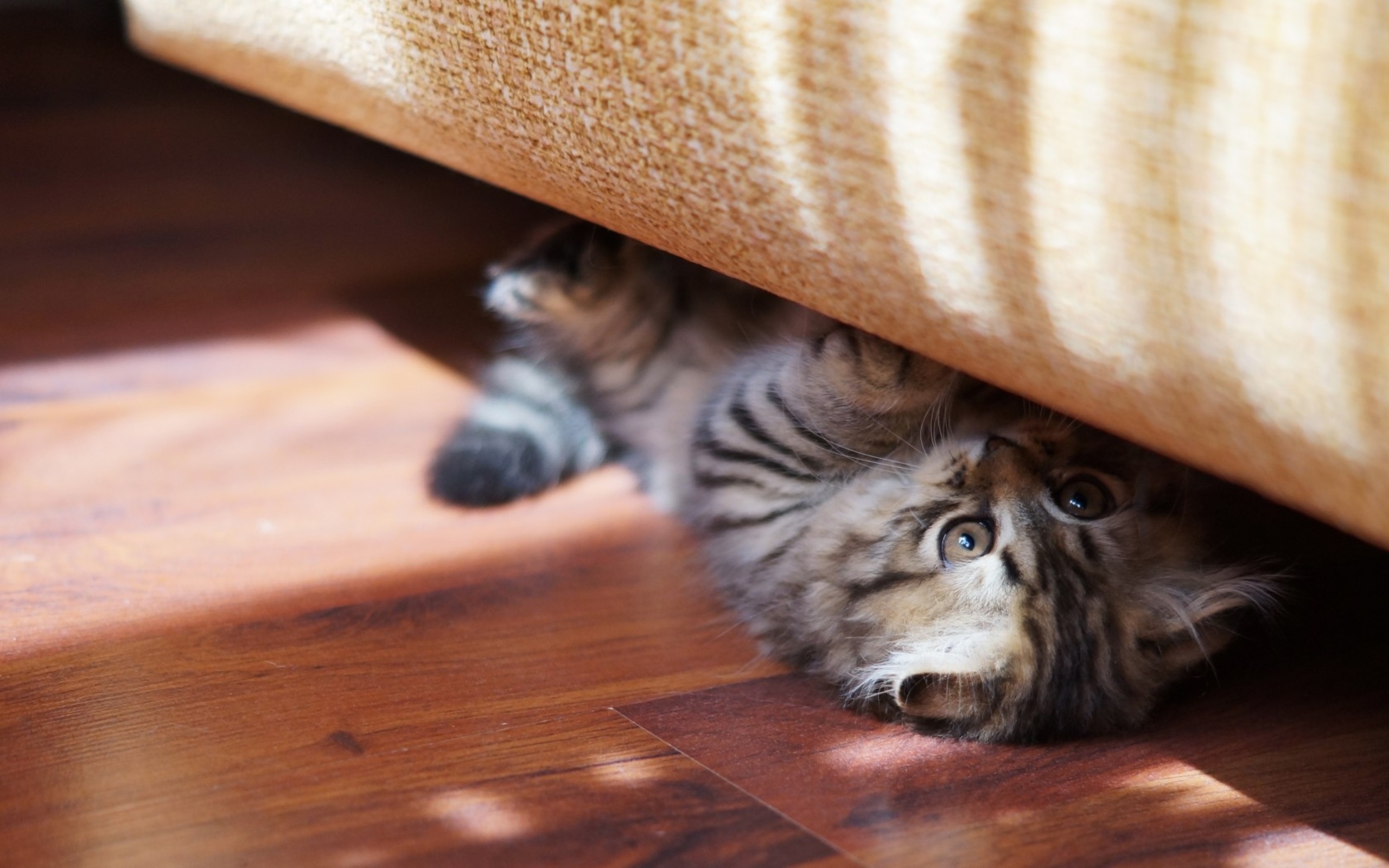 Baixe gratuitamente a imagem Animais, Gatos, Gato na área de trabalho do seu PC