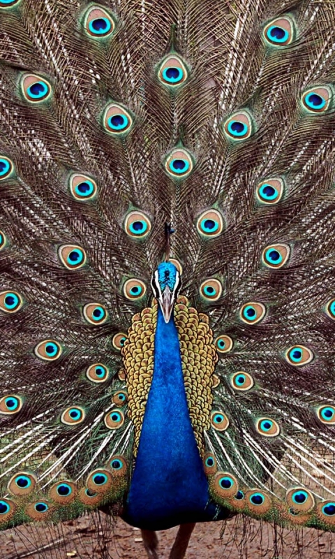 Download mobile wallpaper Birds, Feather, Bird, Animal, Peacock for free.