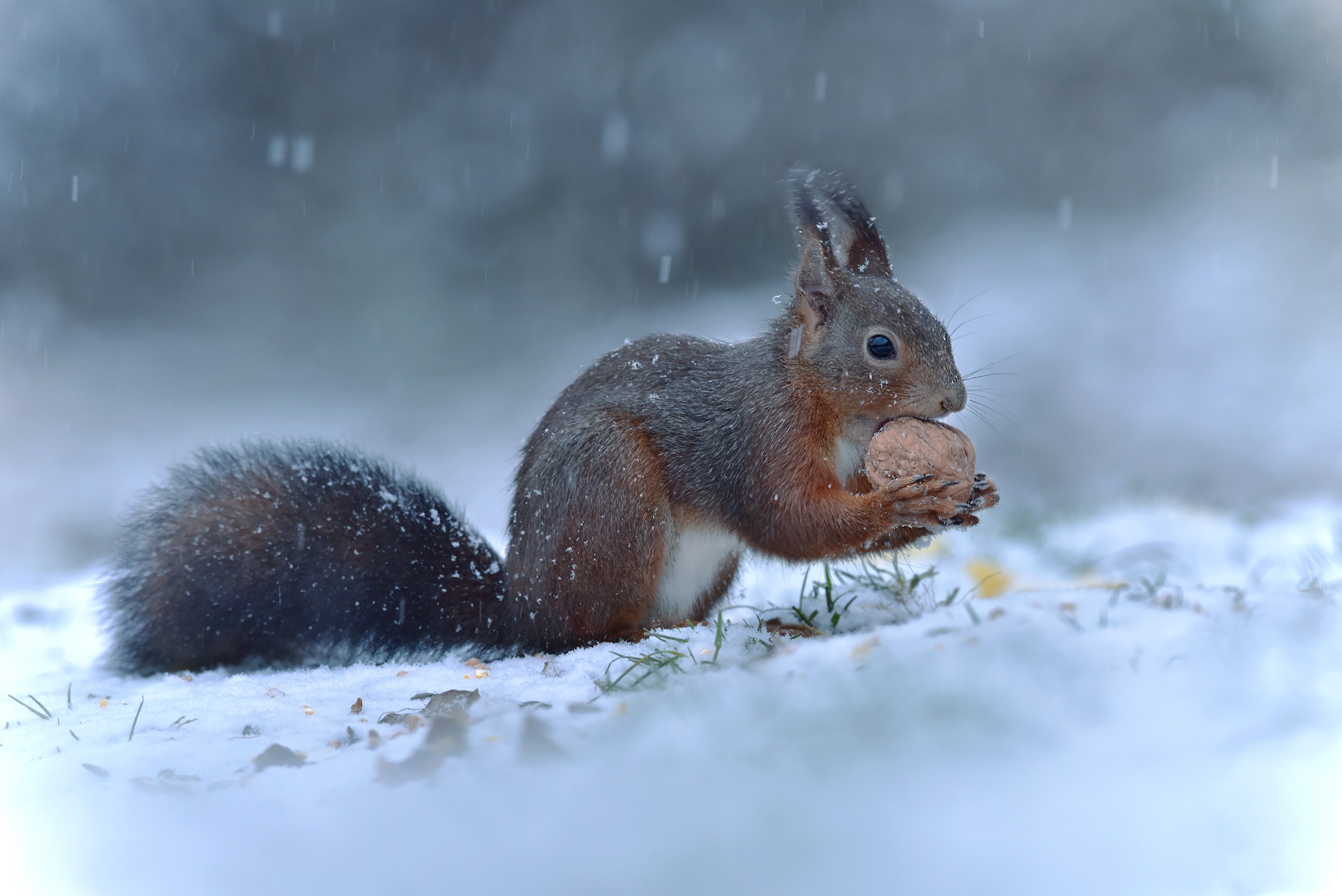 Download mobile wallpaper Winter, Squirrel, Snow, Animal, Rodent for free.