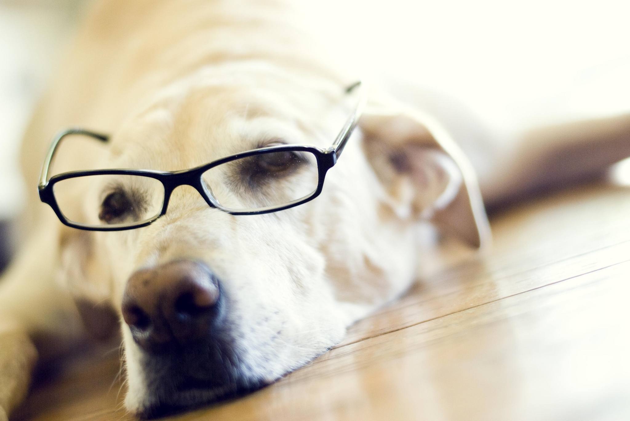 Download mobile wallpaper Muzzle, Labrador Retriever, Glasses, Spectacles, Animals for free.