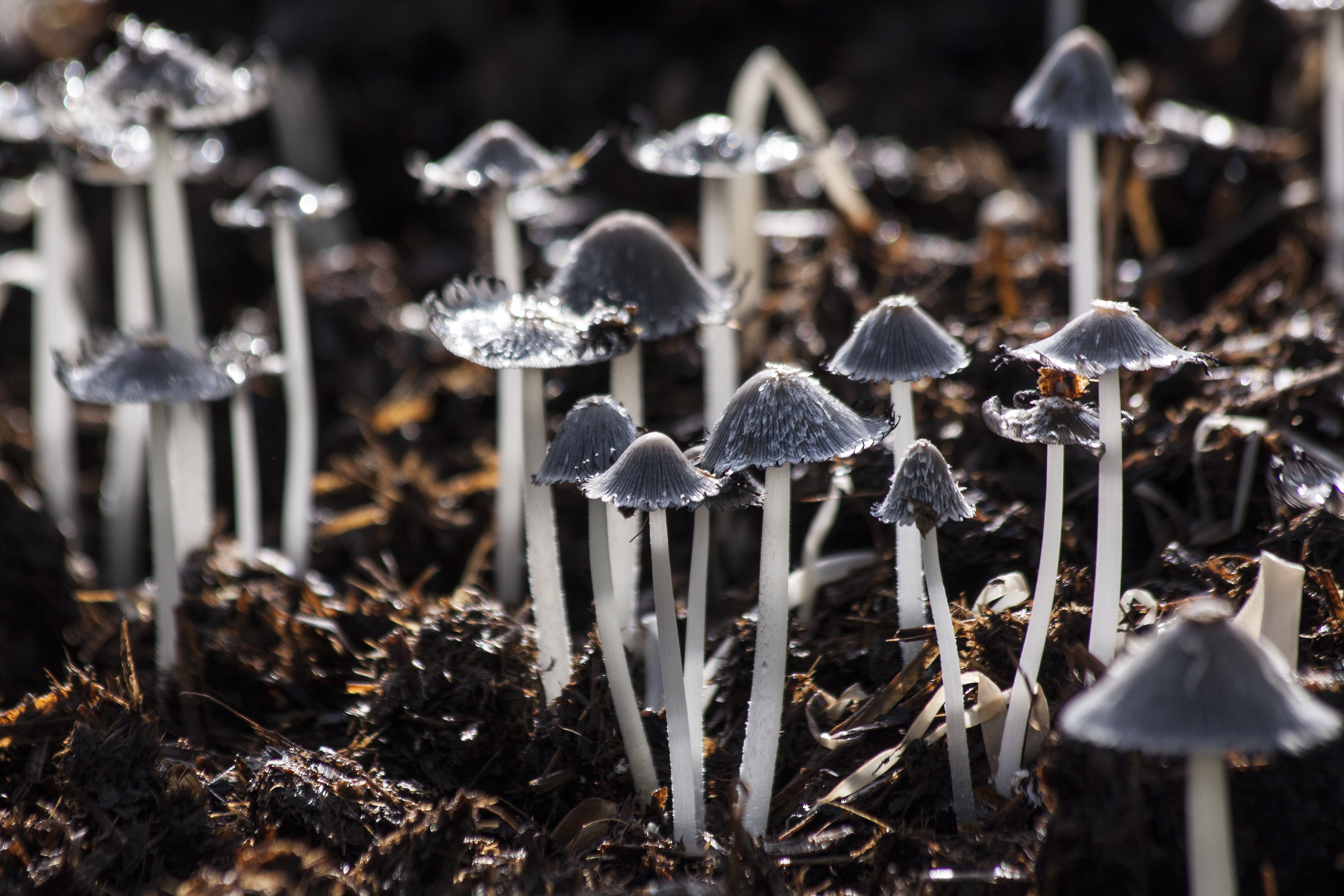 Laden Sie das Makro, Pilz, Erde/natur-Bild kostenlos auf Ihren PC-Desktop herunter