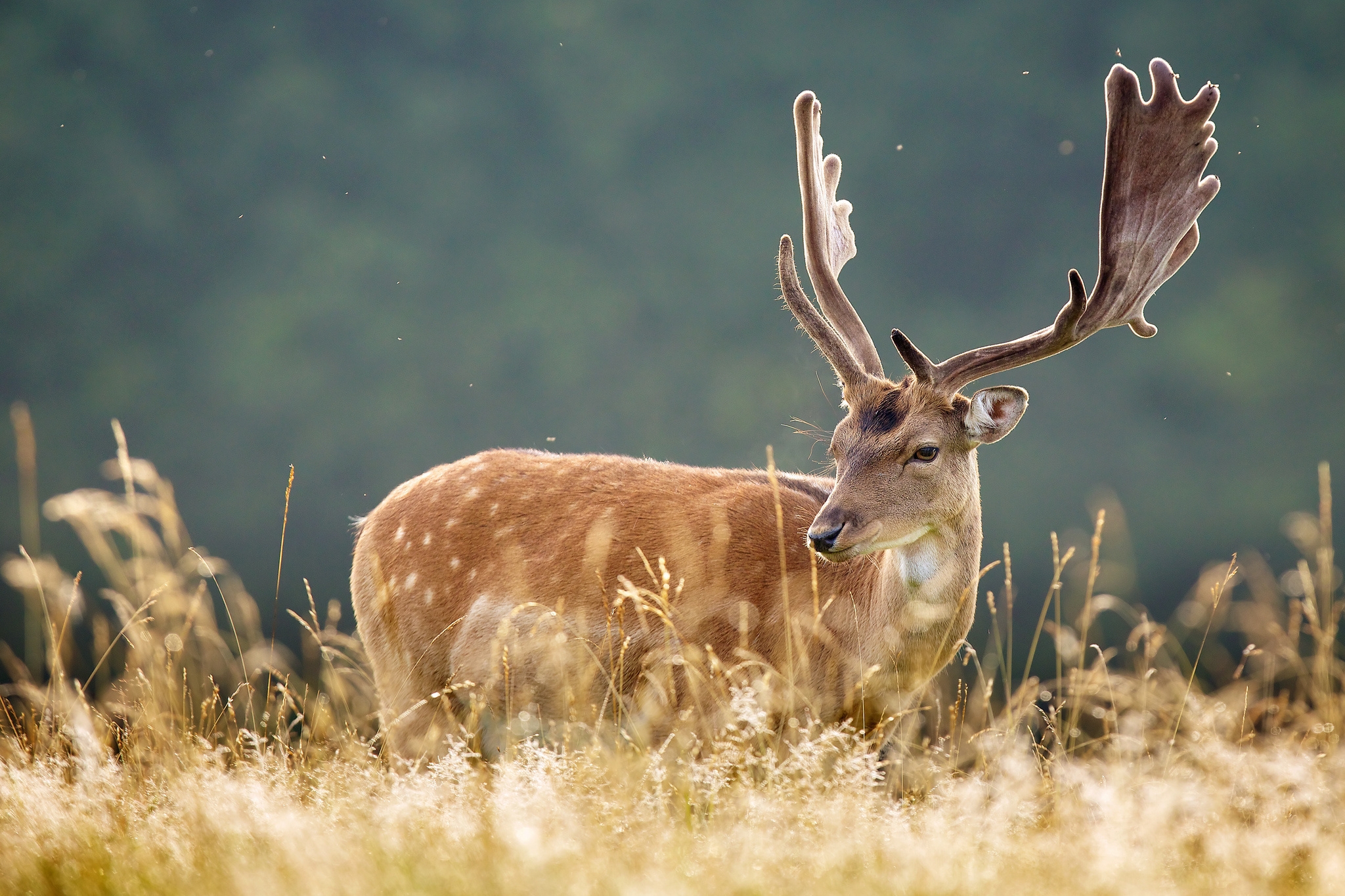 animals, grass, spotted, spotty, animal, deer Panoramic Wallpaper
