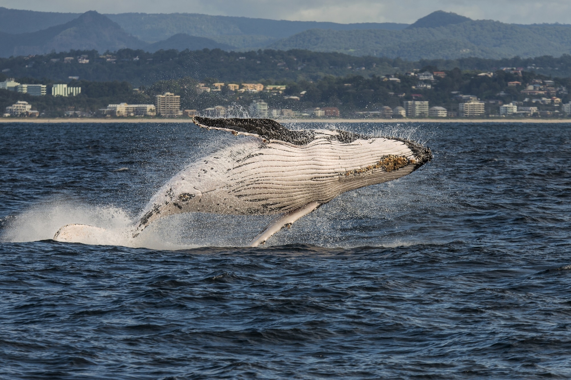 Free download wallpaper Animal, Whale on your PC desktop