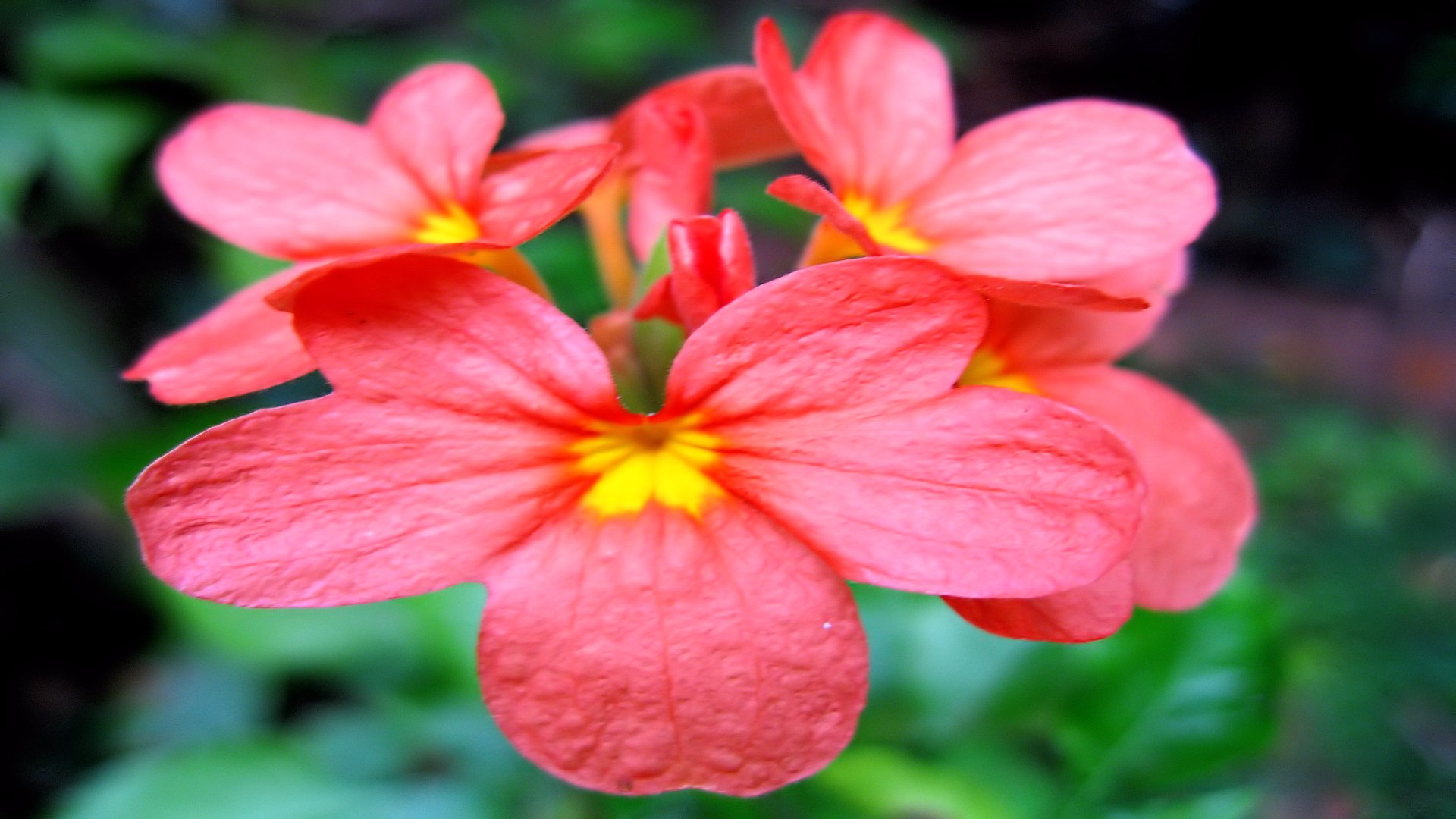 Handy-Wallpaper Blumen, Blume, Erde/natur kostenlos herunterladen.