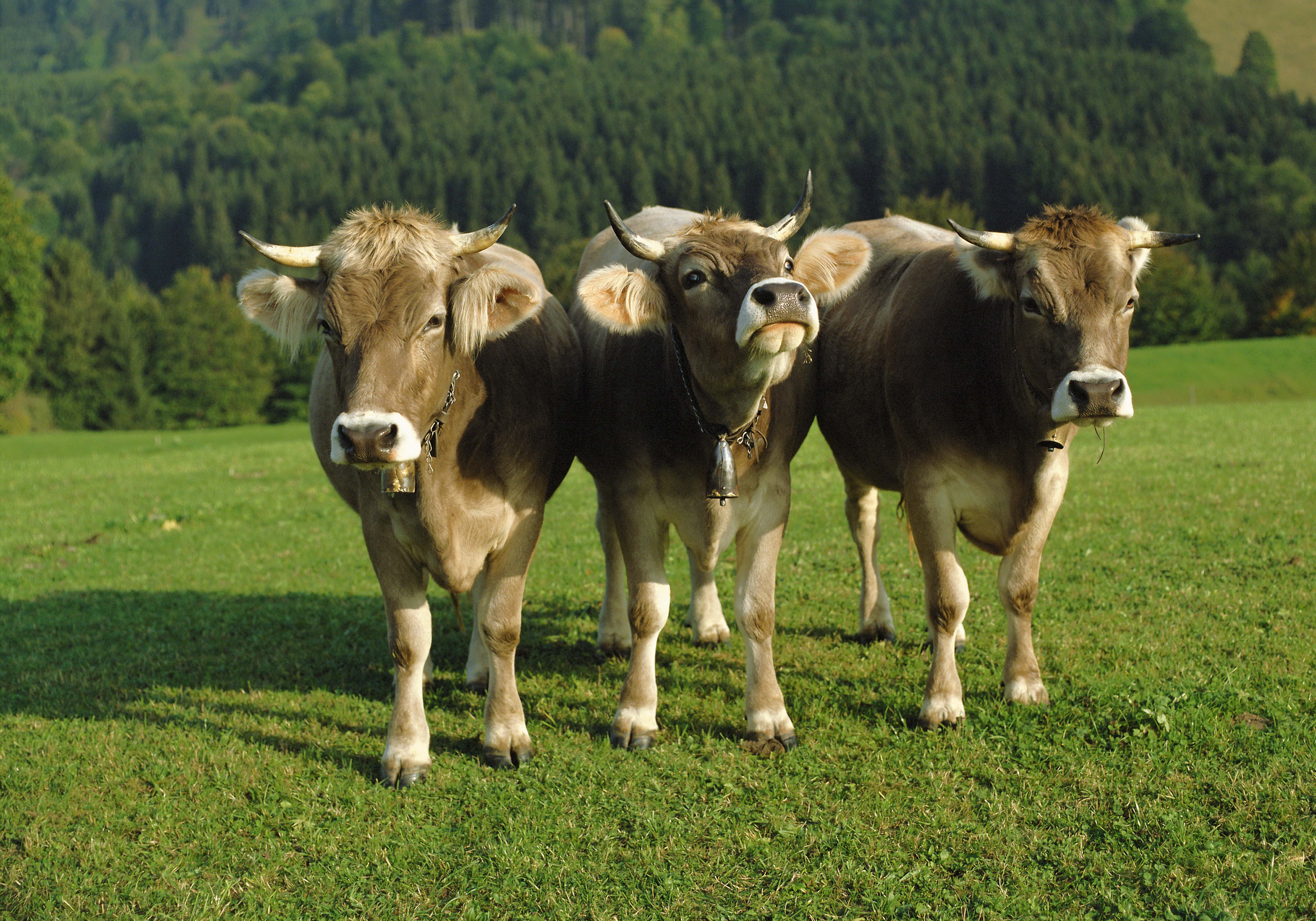 122829 descargar imagen animales, campanillas, vacas, césped, tres: fondos de pantalla y protectores de pantalla gratis