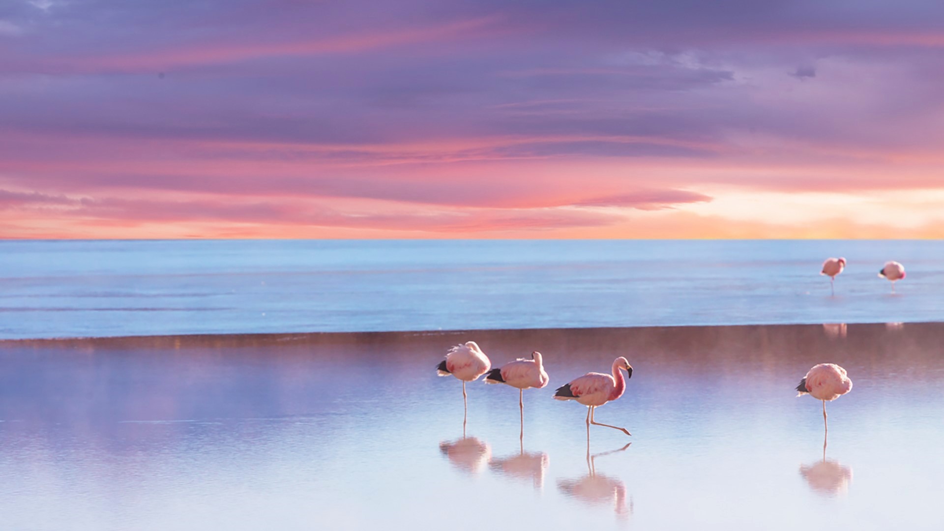 Download mobile wallpaper Birds, Sunset, Sea, Beach, Flamingo, Horizon, Bird, Ocean, Animal for free.