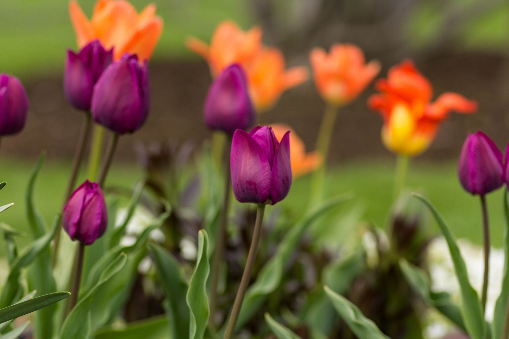 Téléchargez gratuitement l'image Fleurs, Fleur, Macro, Se Brouiller, Tulipe, Fleur Mauve, La Nature, Terre/nature sur le bureau de votre PC