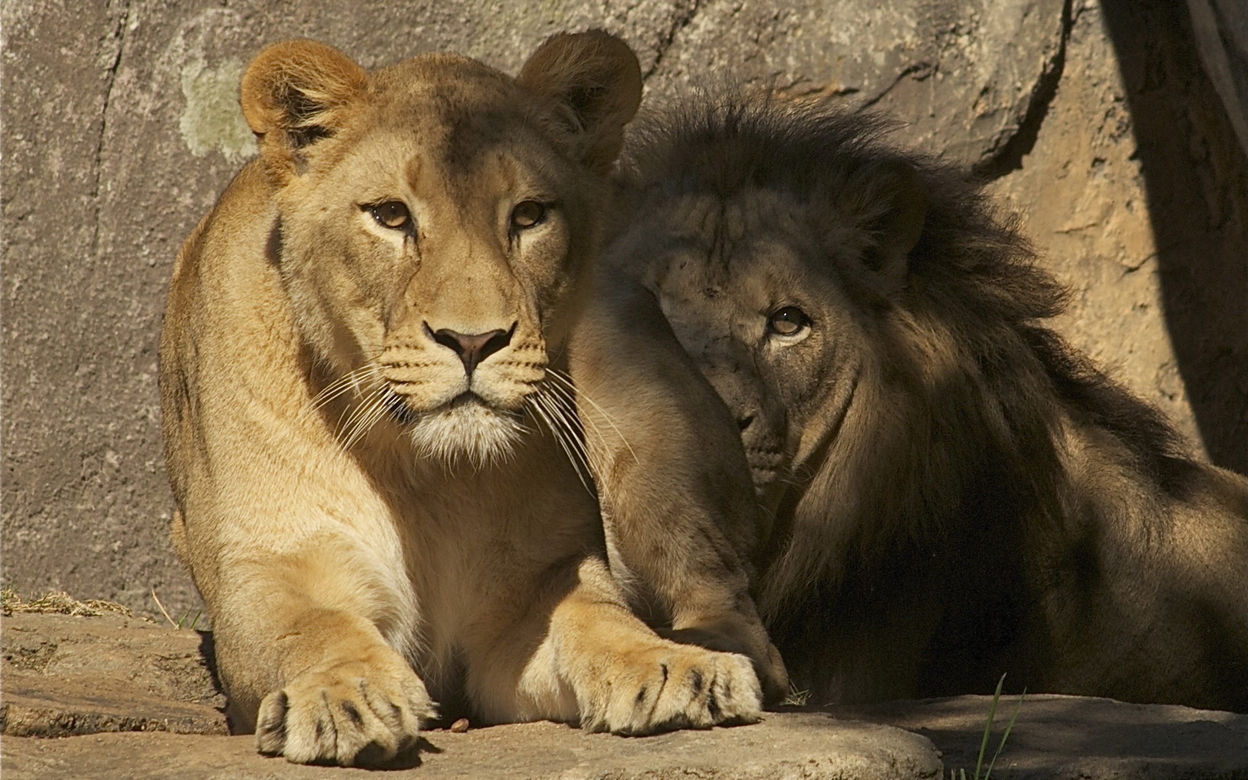 Descarga gratuita de fondo de pantalla para móvil de León, Gatos, Animales.