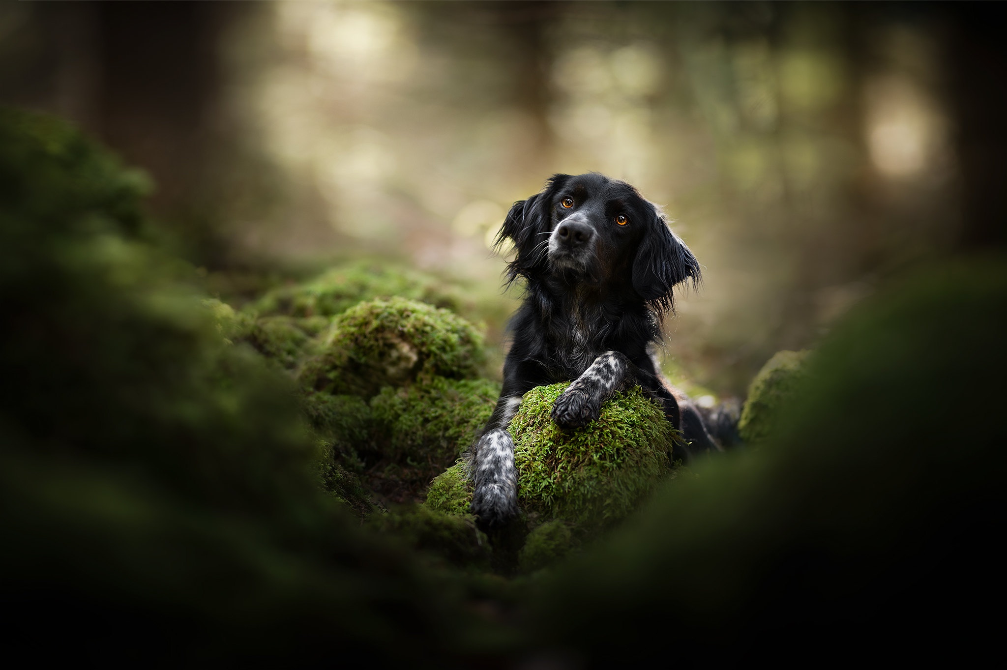 Download mobile wallpaper Dogs, Dog, Animal, Moss, Depth Of Field for free.