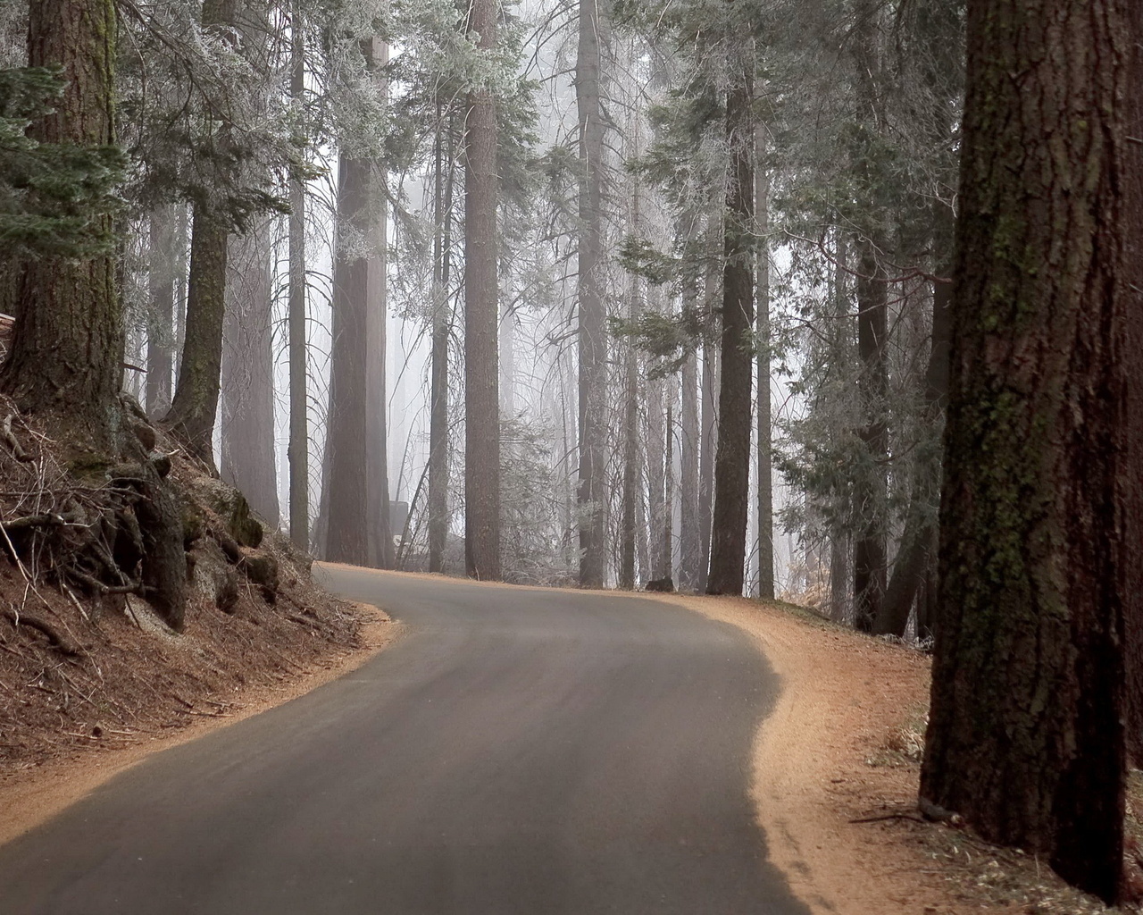 Handy-Wallpaper Roads, Landschaft, Bäume kostenlos herunterladen.