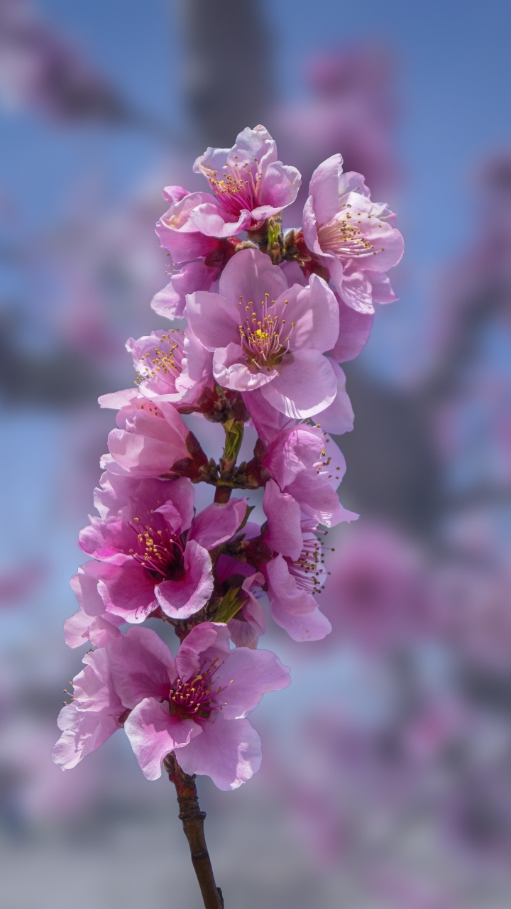 無料モバイル壁紙フラワーズ, 花, ブランチ, 地球, ピンクの花, 被写界深度をダウンロードします。