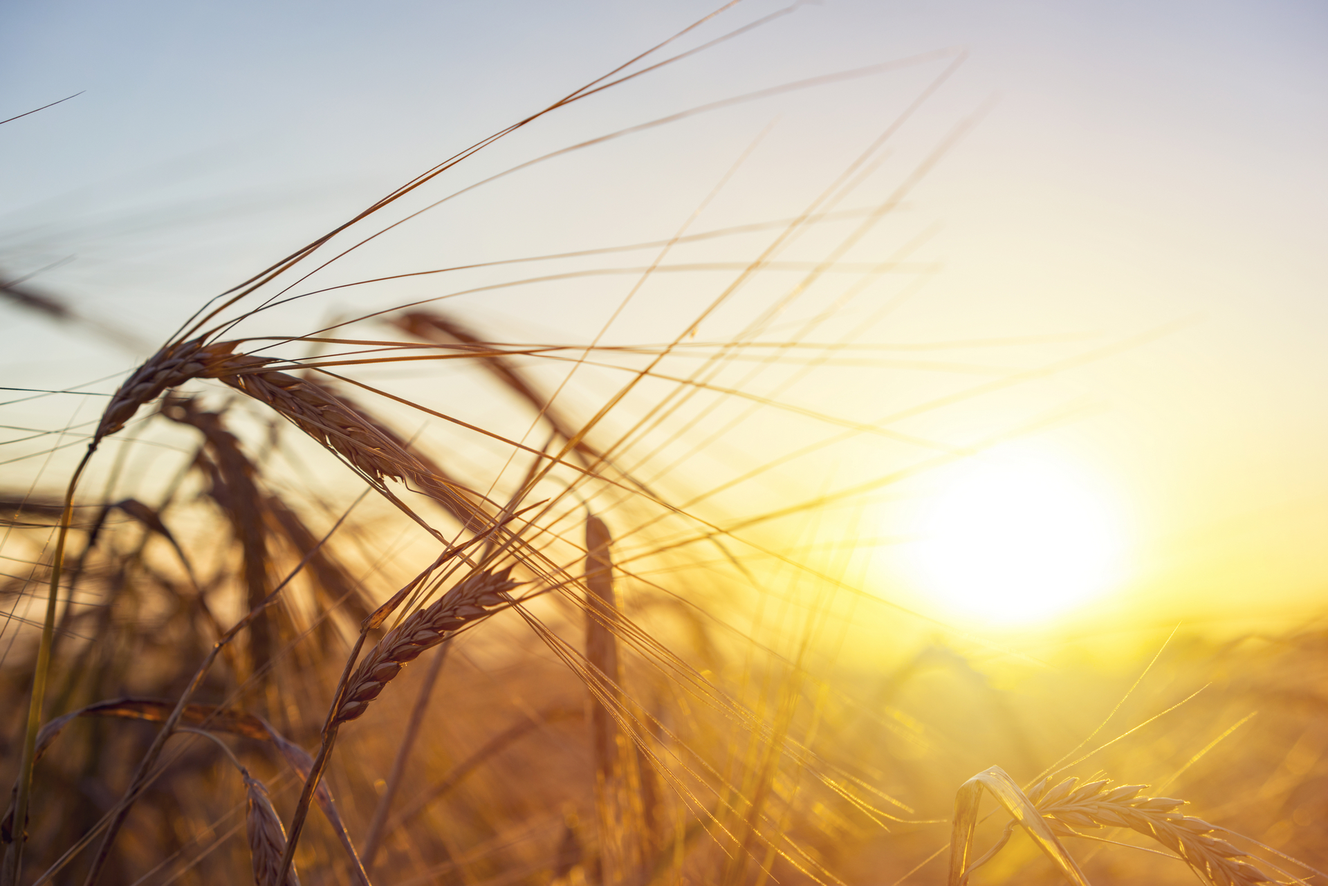 Скачать картинку Пшеница, Земля/природа, Солнечный Лучик в телефон бесплатно.