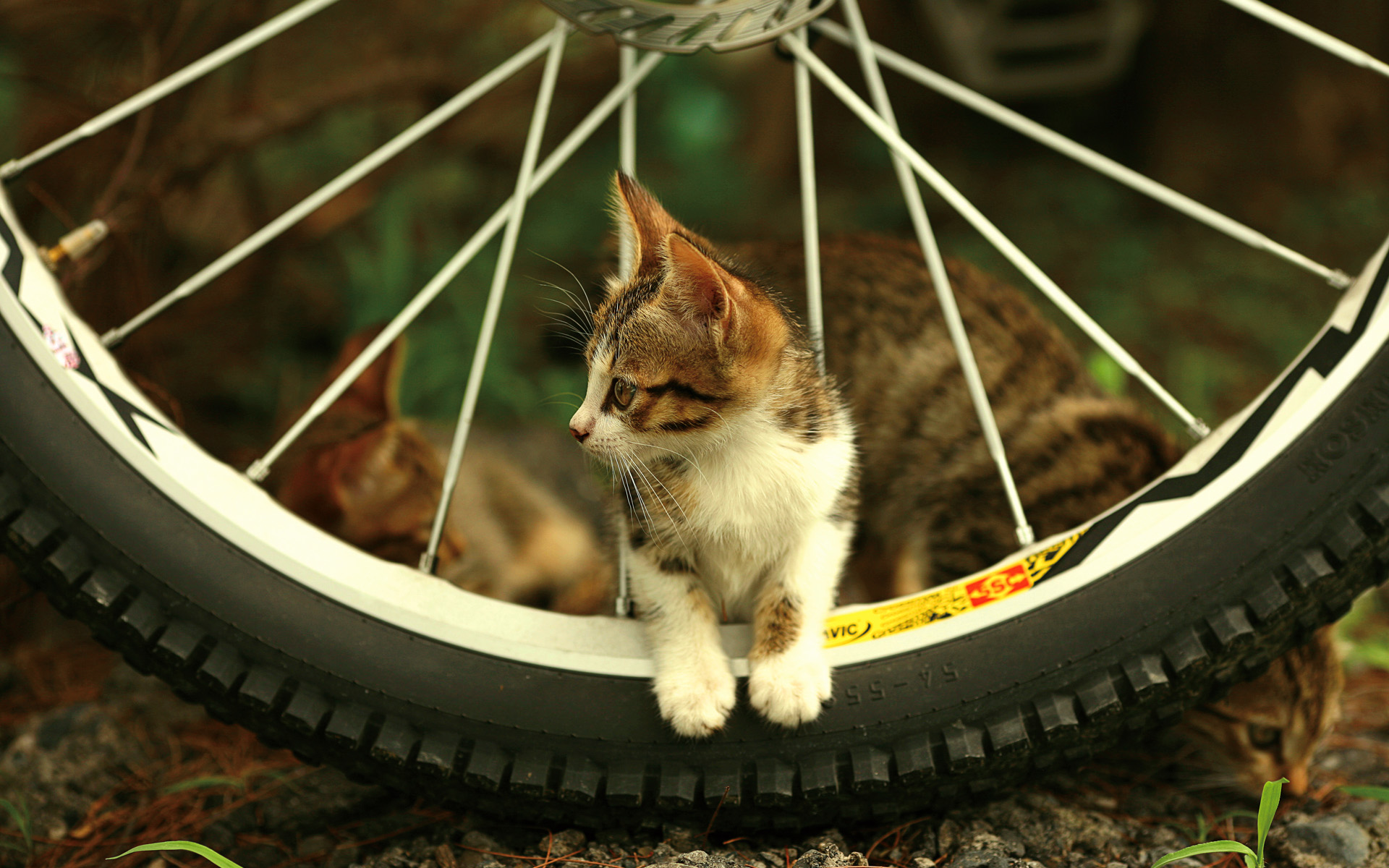 226678壁紙のダウンロード動物, ネコ, 自転車, 可愛い, 車輪, 猫-スクリーンセーバーと写真を無料で