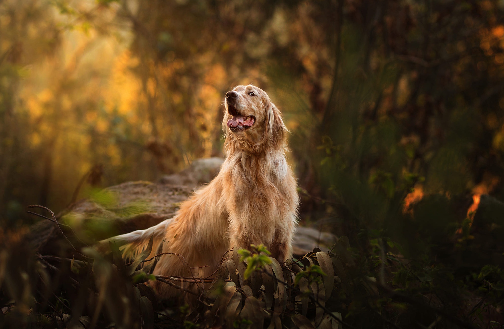 Download mobile wallpaper Dogs, Spaniel, Dog, Animal for free.