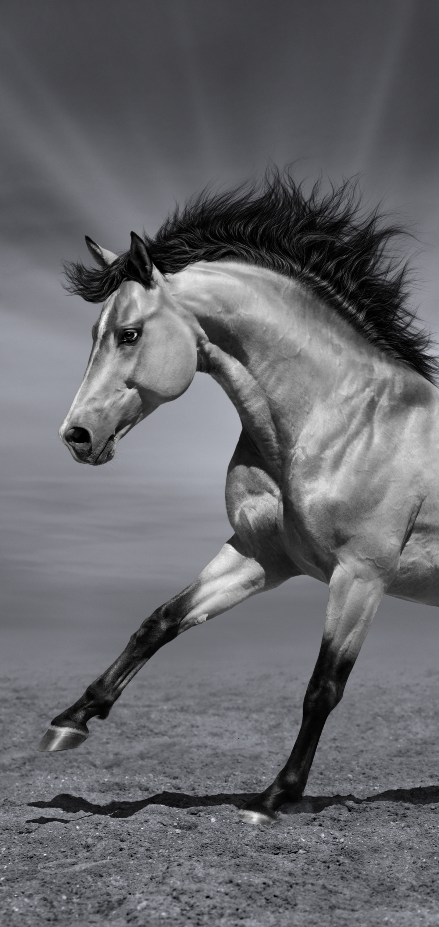 Download mobile wallpaper Animal, Horse, Black & White for free.