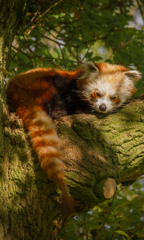 Handy-Wallpaper Tiere, Schlafen, Kleiner Panda kostenlos herunterladen.