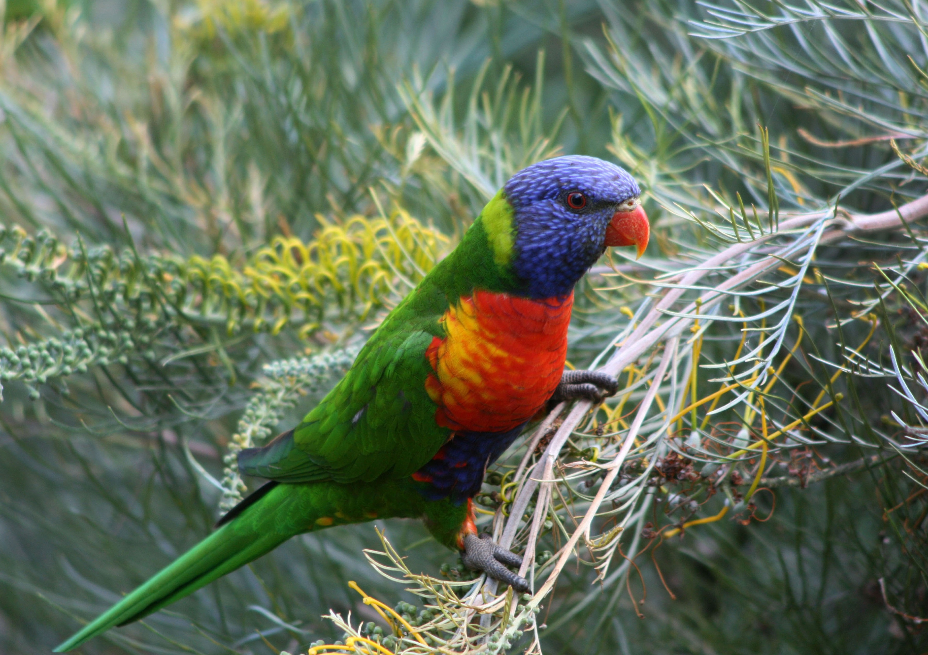 Free download wallpaper Birds, Bird, Branch, Animal, Parrot, Rainbow Lorikeet on your PC desktop