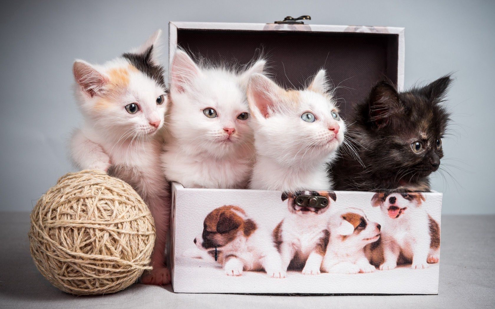 106871壁紙のダウンロード動物, 子猫, 棺, クルー, クリュー-スクリーンセーバーと写真を無料で