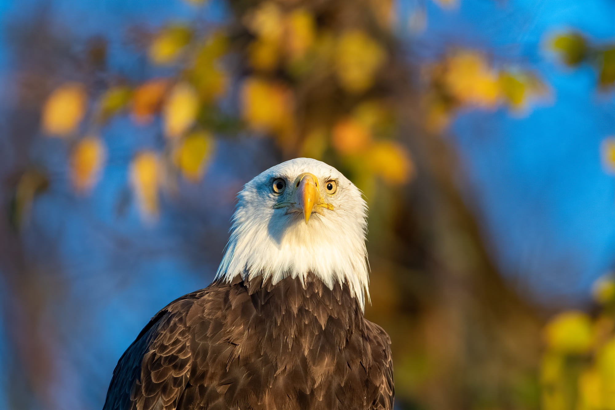Free download wallpaper Birds, Animal, Bald Eagle, Bird Of Prey on your PC desktop