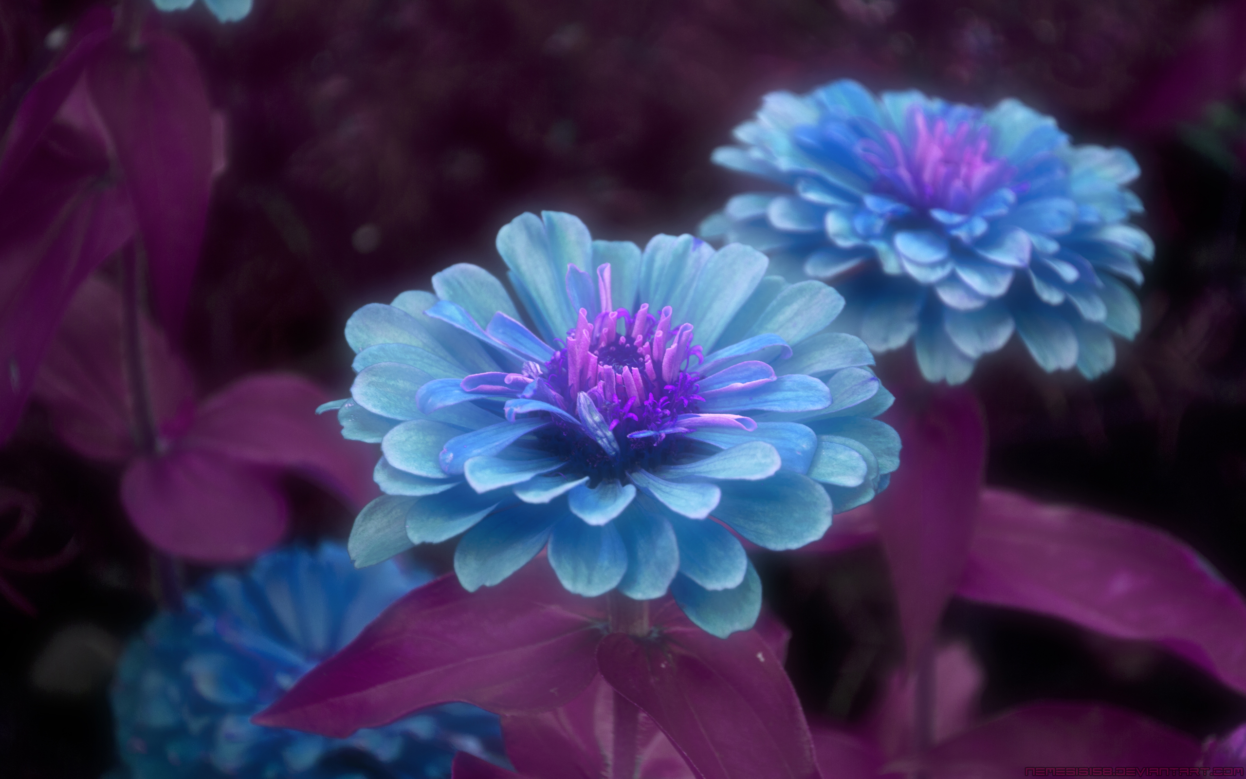Download mobile wallpaper Flowers, Flower, Leaf, Purple, Artistic, Petal, Blue Flower for free.