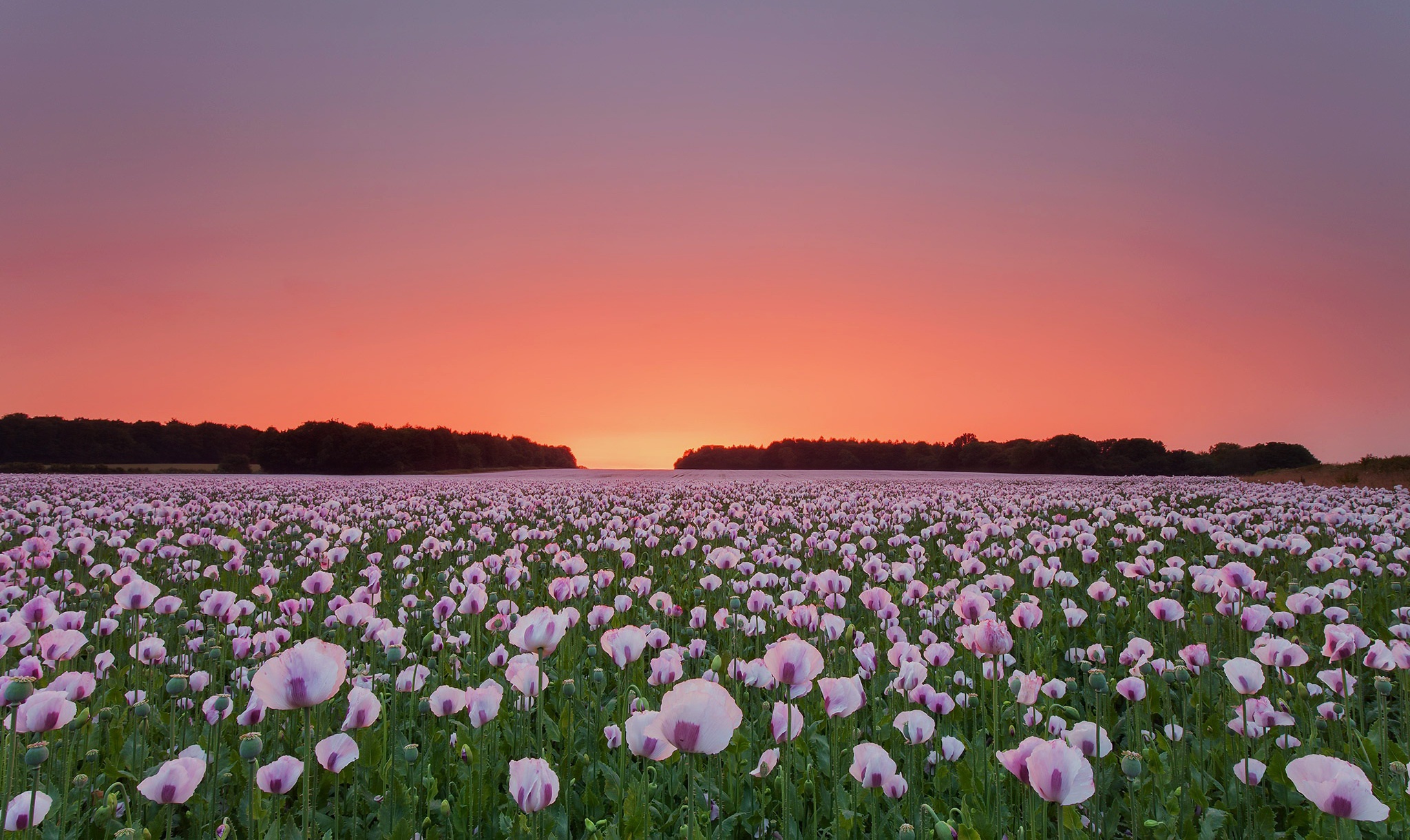 Download mobile wallpaper Flowers, Sunset, Summer, Flower, Earth, Field, Poppy, Pink Flower for free.