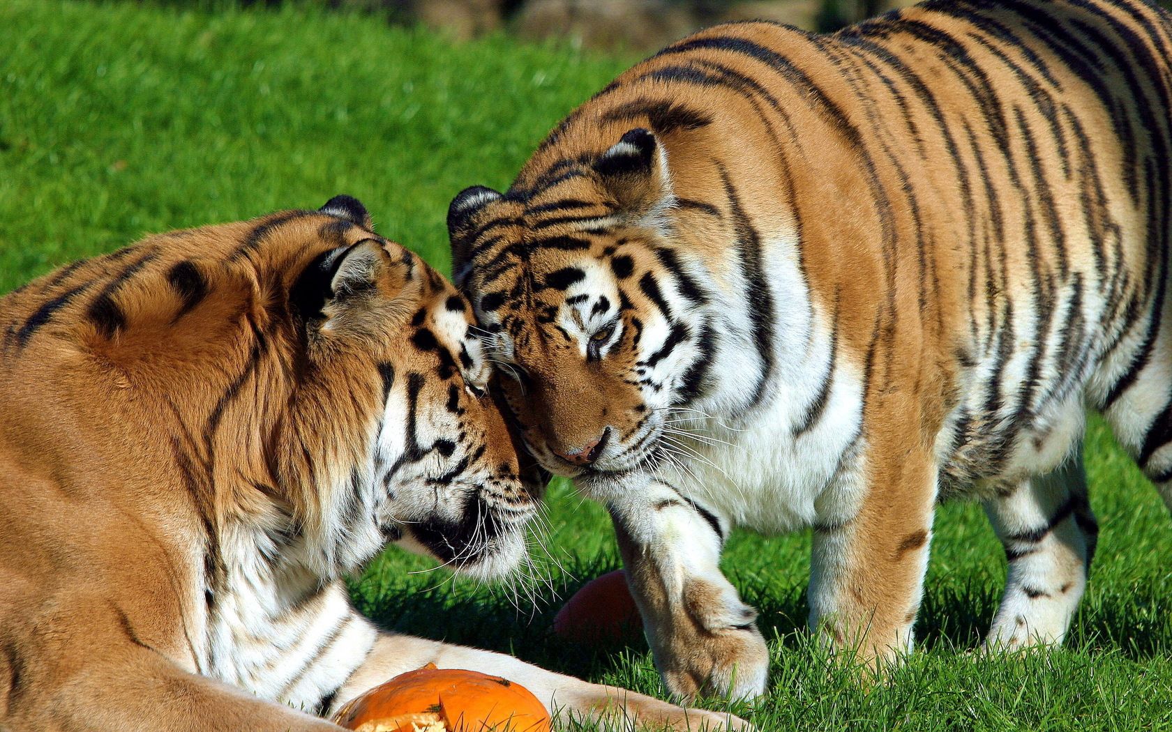 care, animals, grass, tigers, couple, pair cellphone
