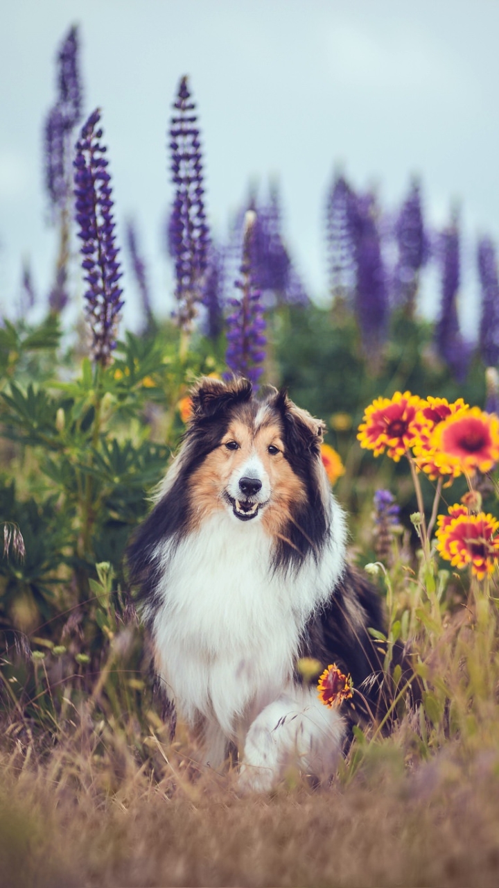 Download mobile wallpaper Dogs, Summer, Flower, Dog, Animal, Shetland Sheepdog for free.