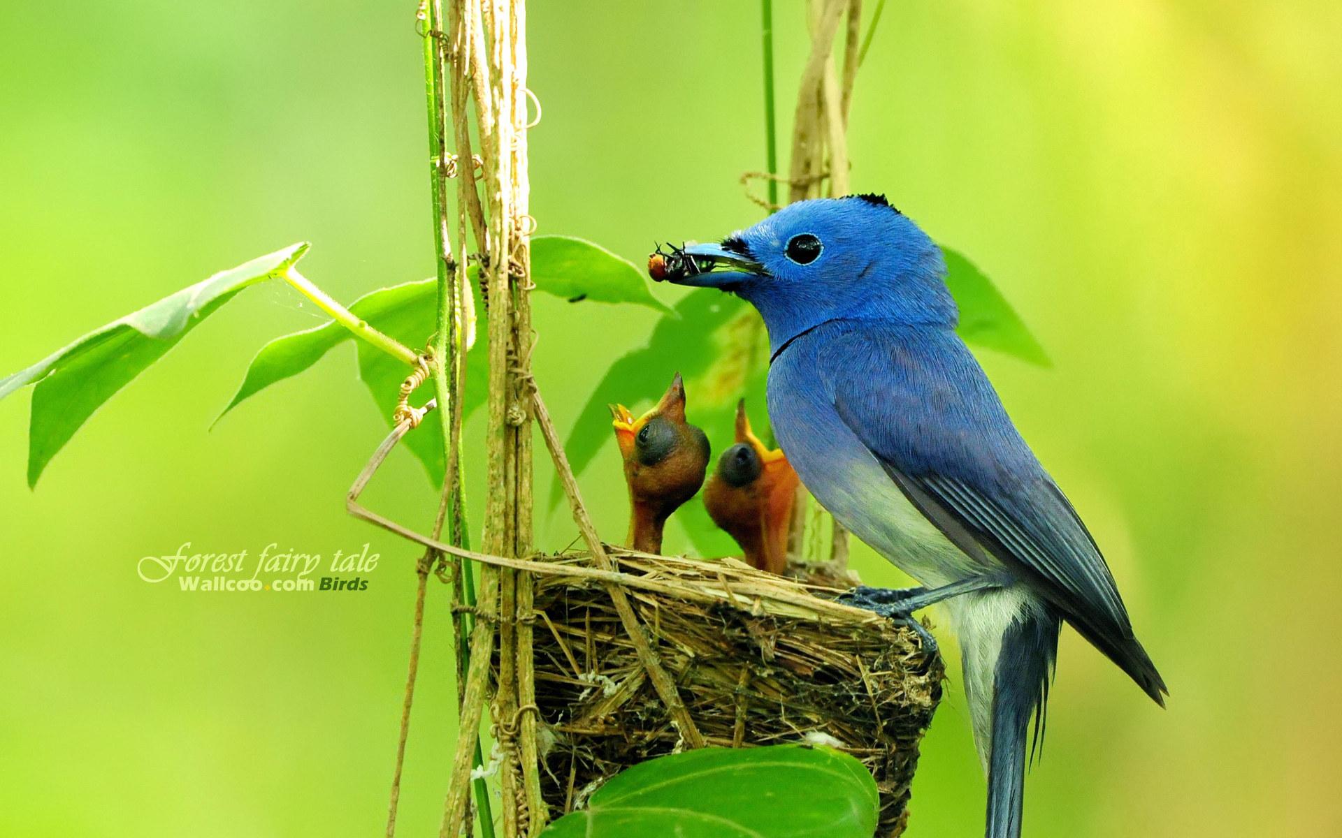 Laden Sie das Vogel, Vögel, Tiere-Bild kostenlos auf Ihren PC-Desktop herunter