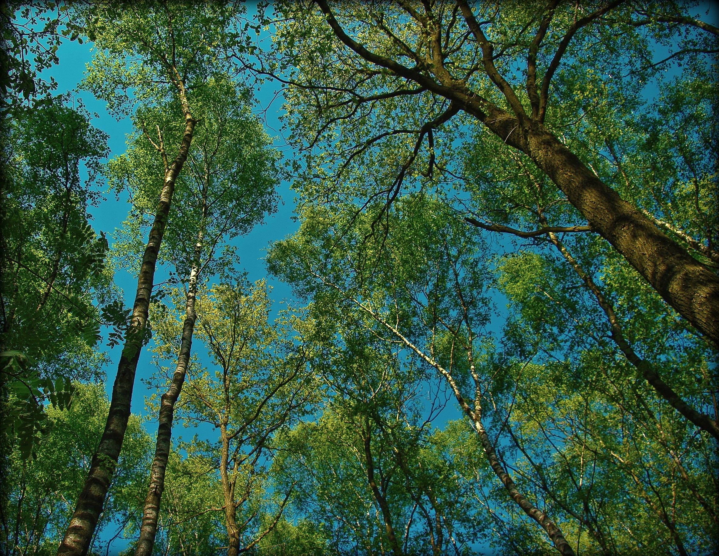 Téléchargez gratuitement l'image Forêt, Terre/nature sur le bureau de votre PC