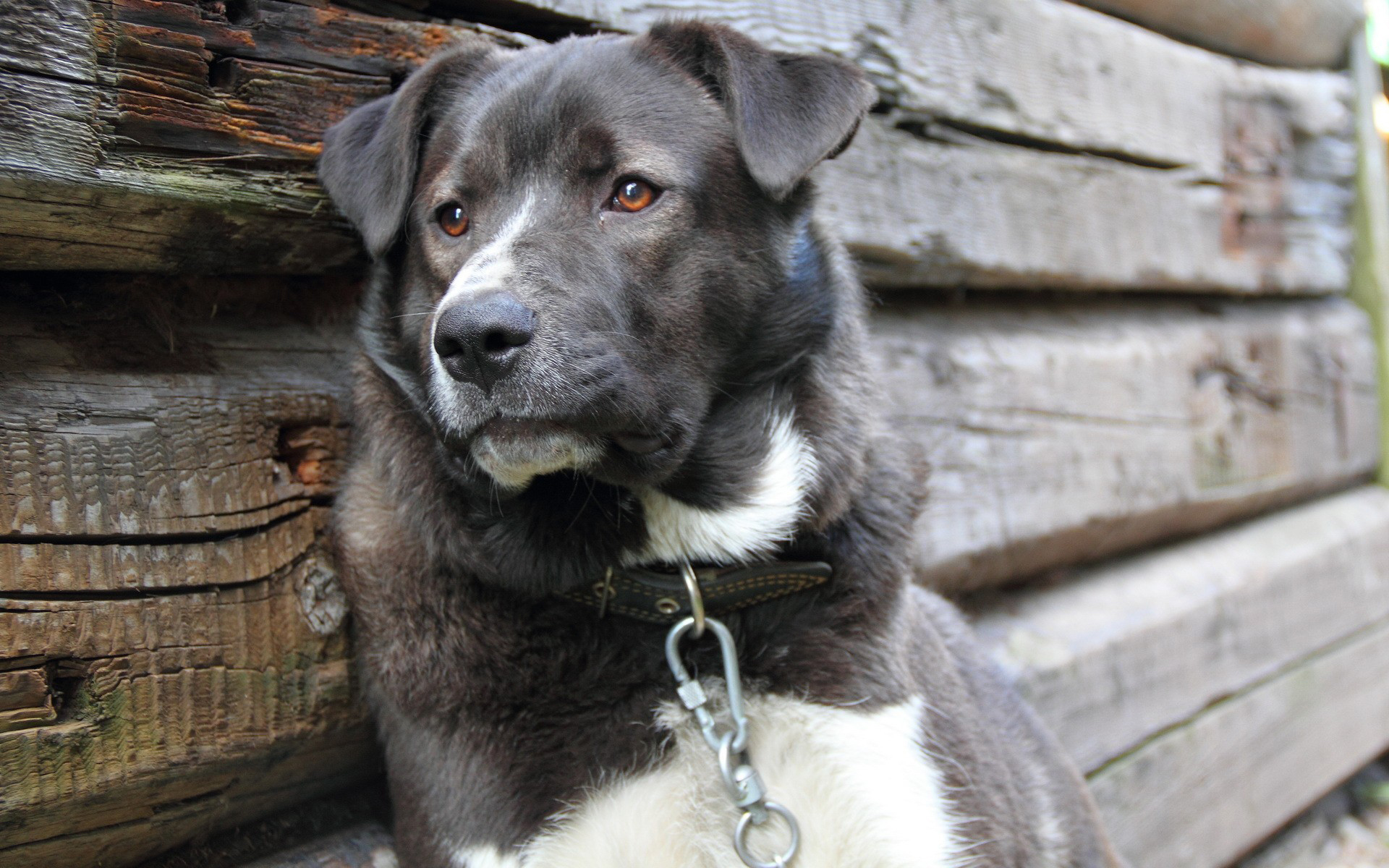 Handy-Wallpaper Tiere, Hund kostenlos herunterladen.