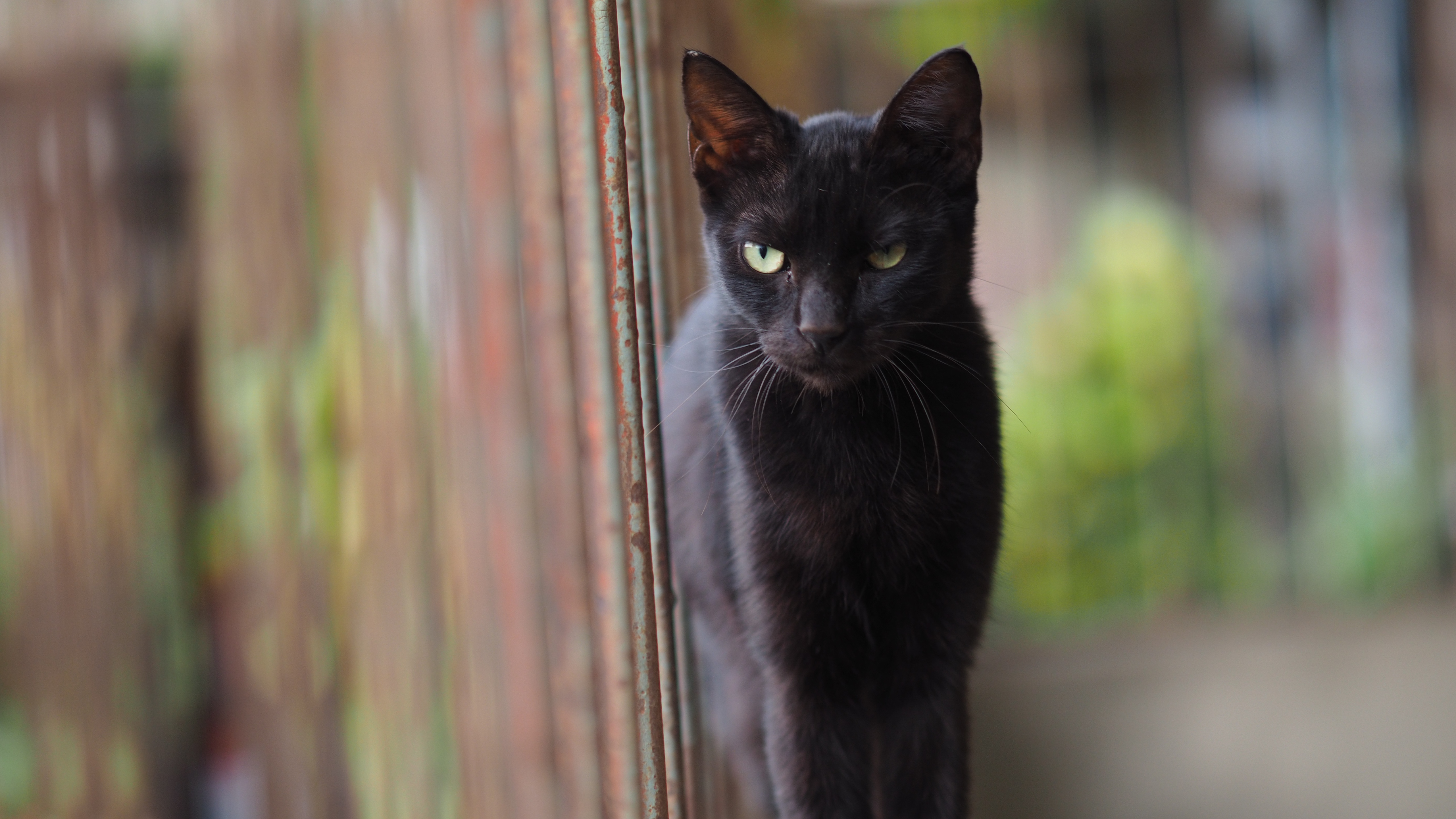 無料モバイル壁紙動物, ネコ, 猫, 被写界深度をダウンロードします。