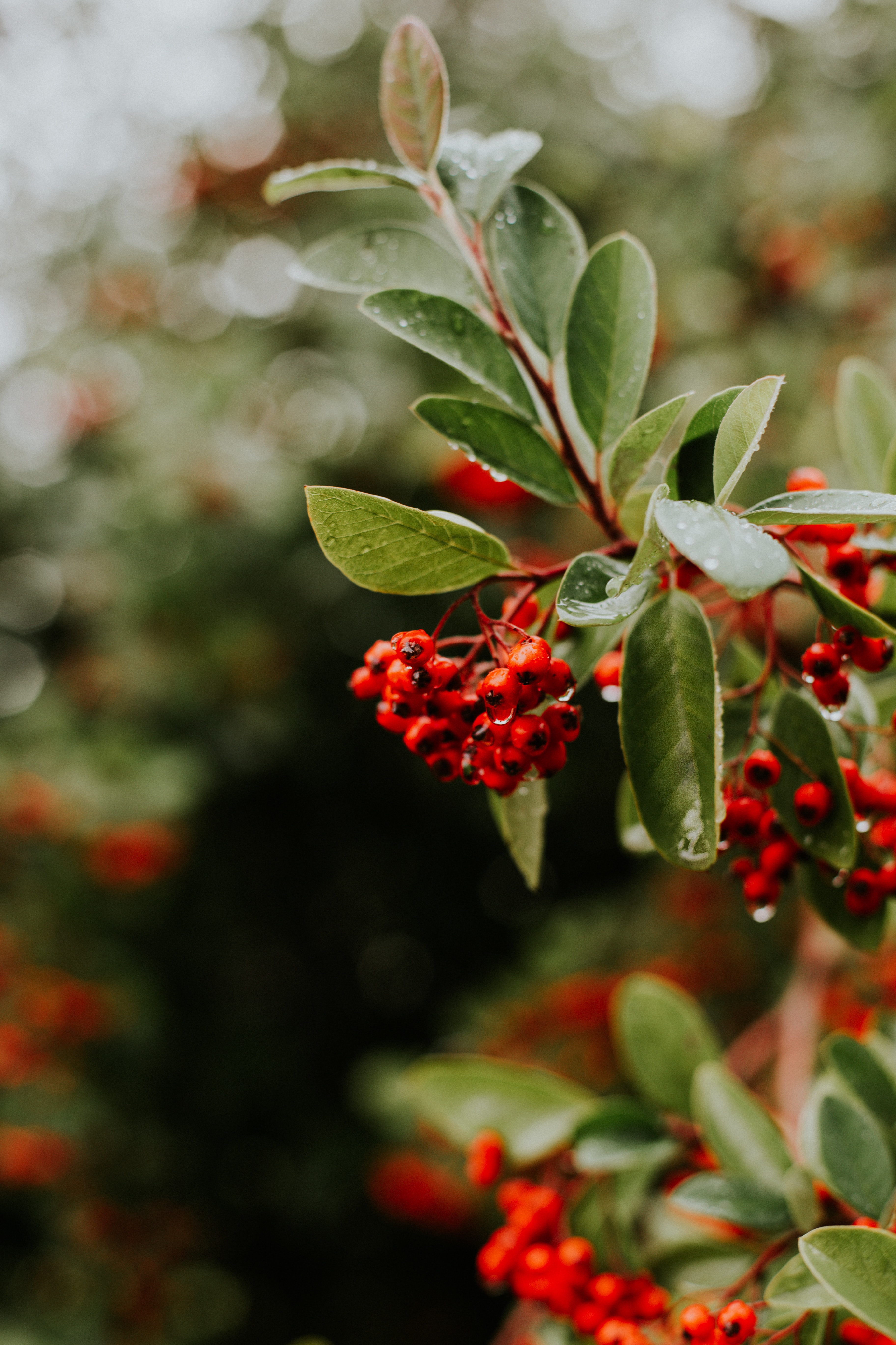 Free download wallpaper Berries, Branches, Rowan, Nature, Leaves, Wet on your PC desktop