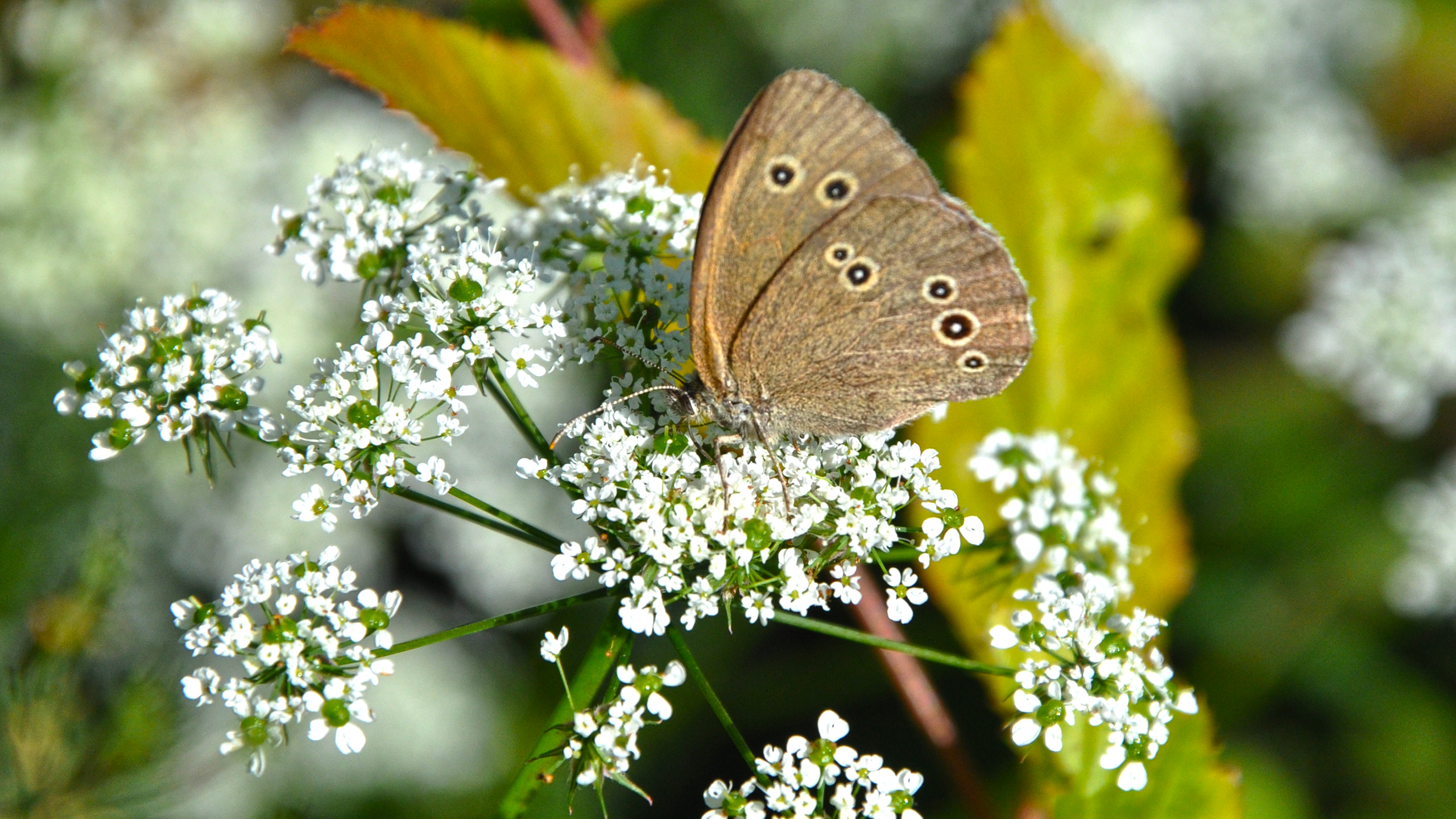 Descarga gratis la imagen Animales, Mariposa en el escritorio de tu PC