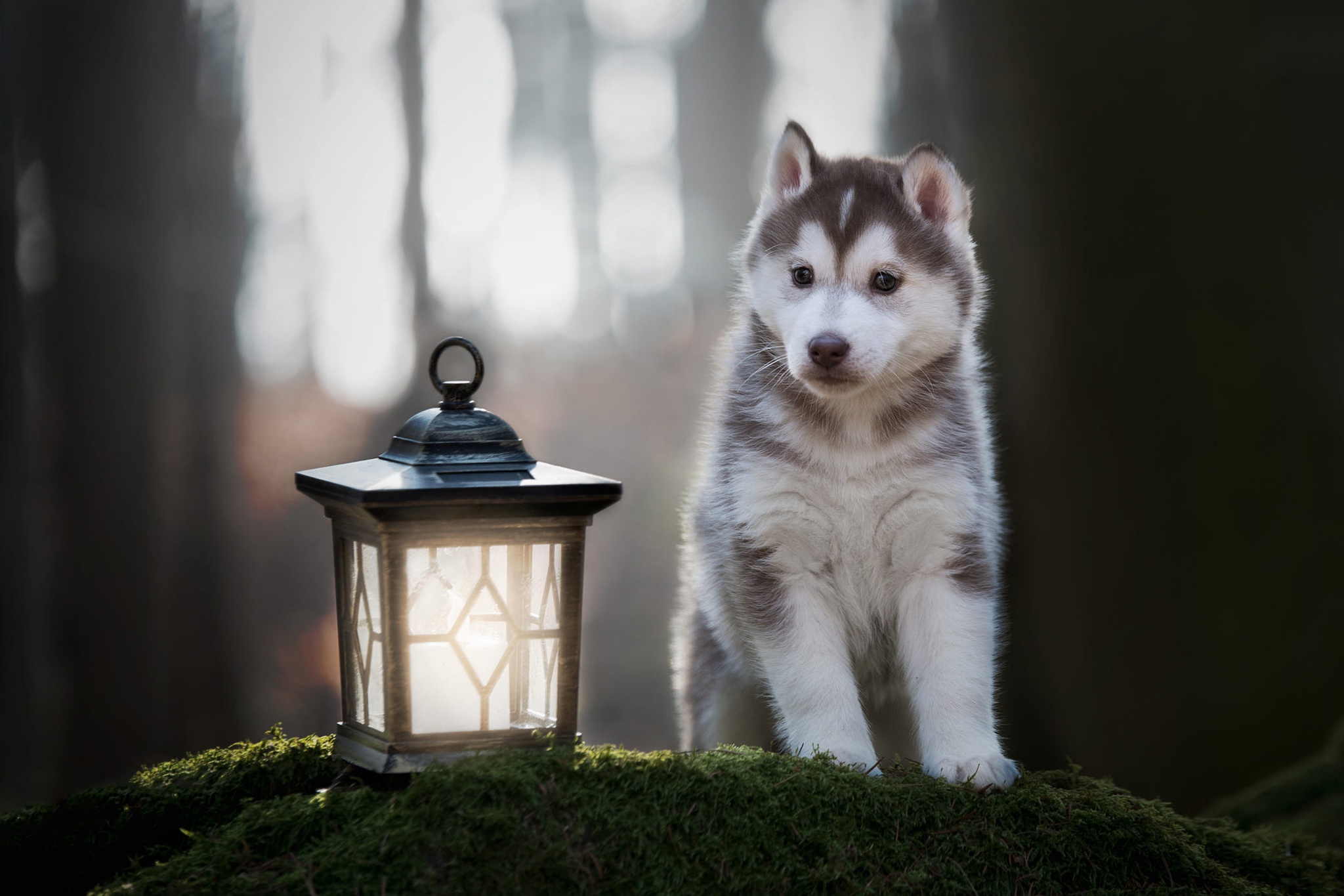 Download mobile wallpaper Dogs, Dog, Lantern, Animal, Puppy, Husky for free.