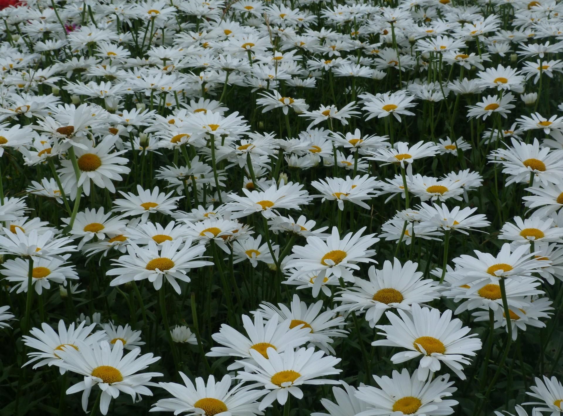 glade, polyana, flowers, summer, camomile mobile wallpaper