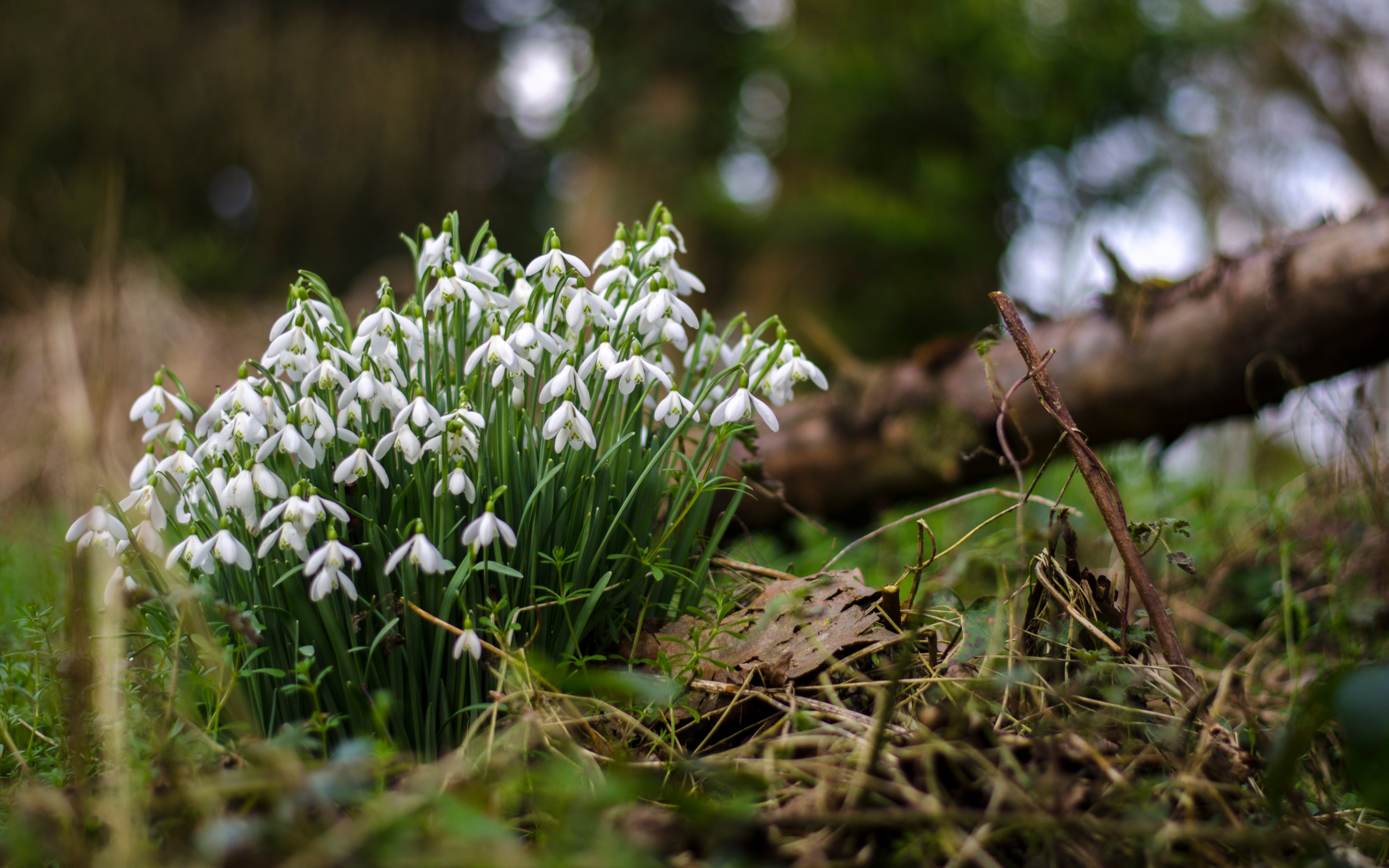Download mobile wallpaper Snowdrop, Flowers, Flower, Earth for free.