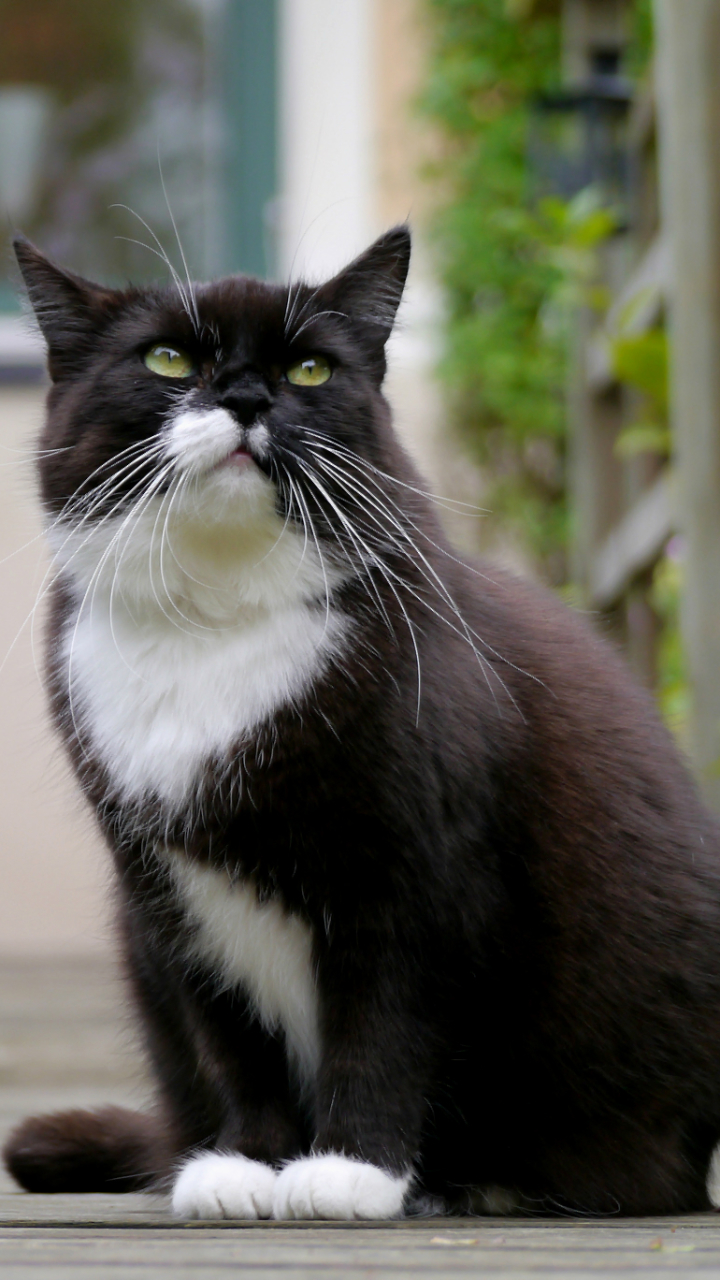 Handy-Wallpaper Katze, Katzen, Tiere kostenlos herunterladen.