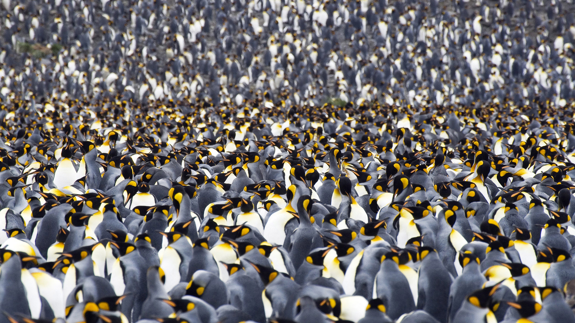 287308画像をダウンロード動物, 皇帝ペンギン, 鳥-壁紙とスクリーンセーバーを無料で