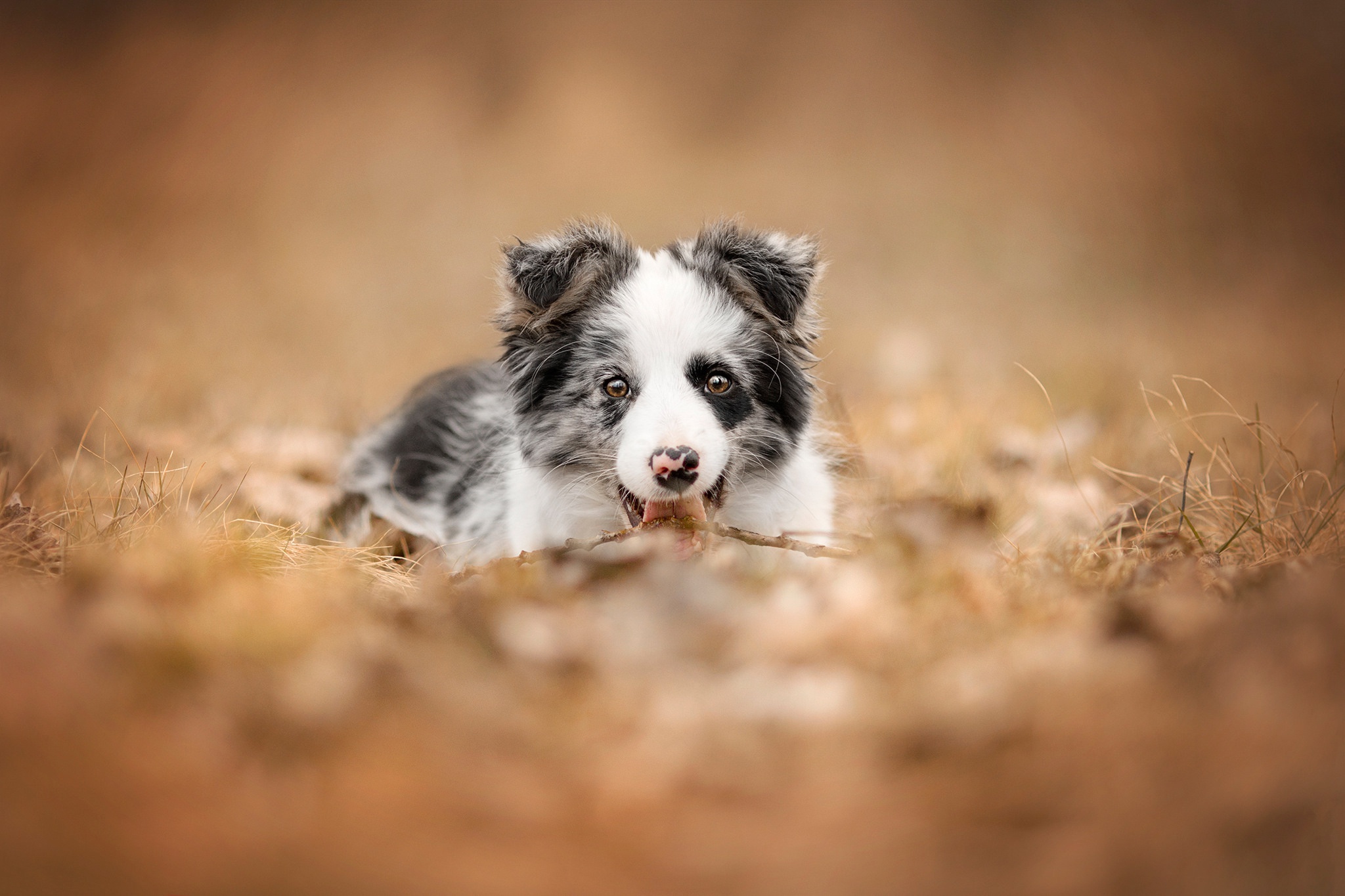 Handy-Wallpaper Tiere, Hunde, Hund, Welpen, Border Collie, Tierbaby kostenlos herunterladen.