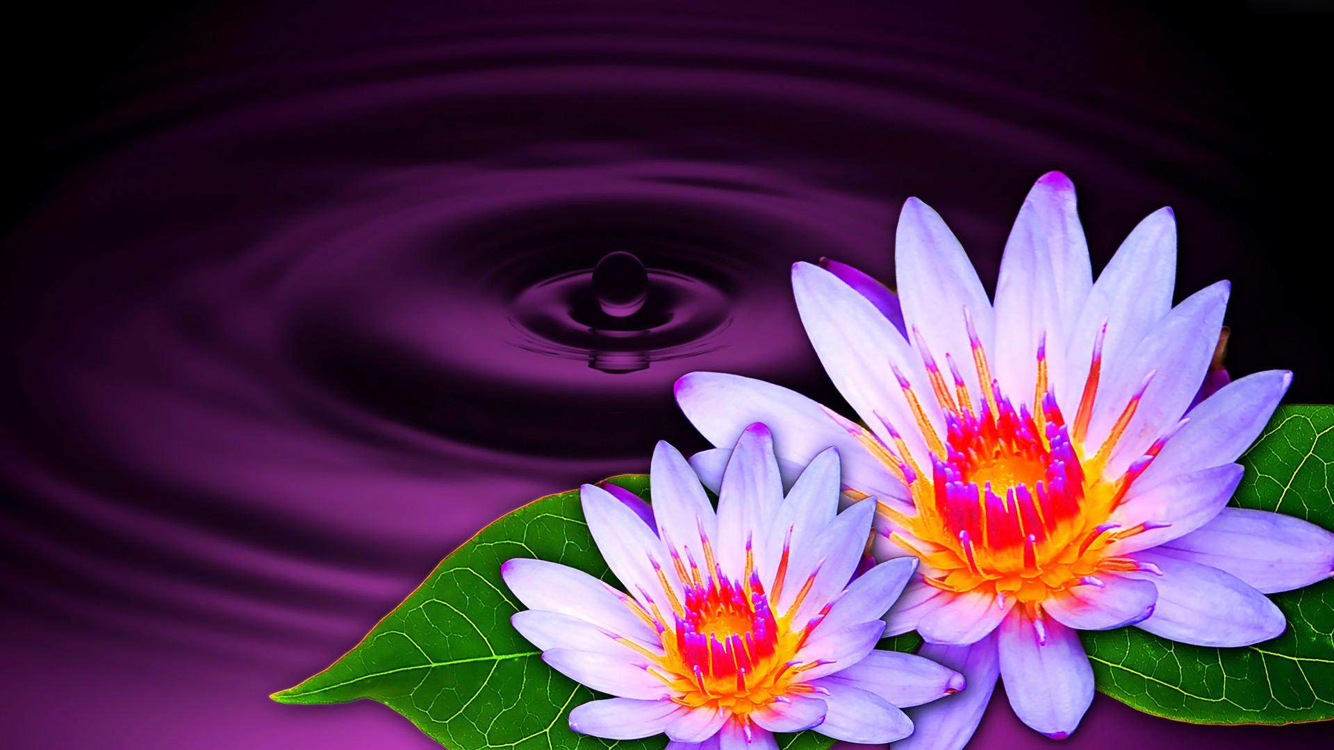 Download mobile wallpaper Flowers, Flower, Purple, Artistic, Water Lily, White Flower, Water Drop for free.