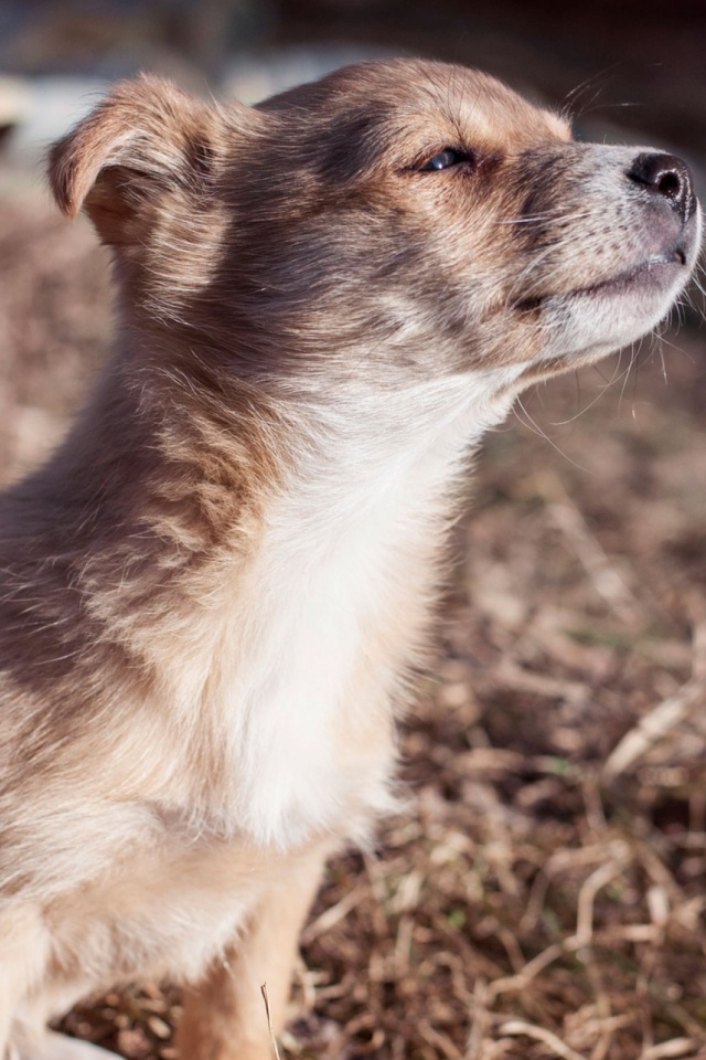 Descarga gratuita de fondo de pantalla para móvil de Animales, Perros, Perro.