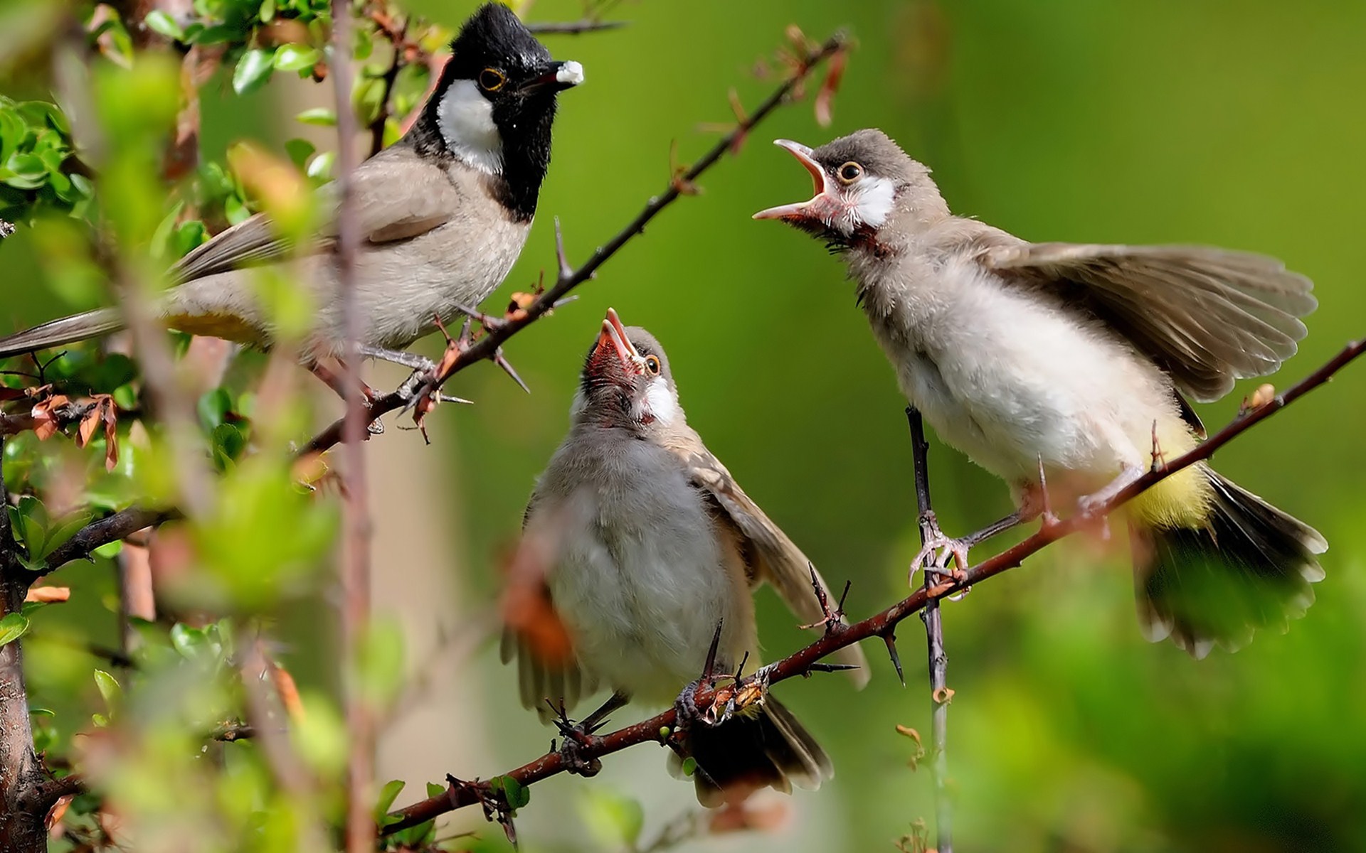 Baixe gratuitamente a imagem Animais, Aves, Pássaro na área de trabalho do seu PC